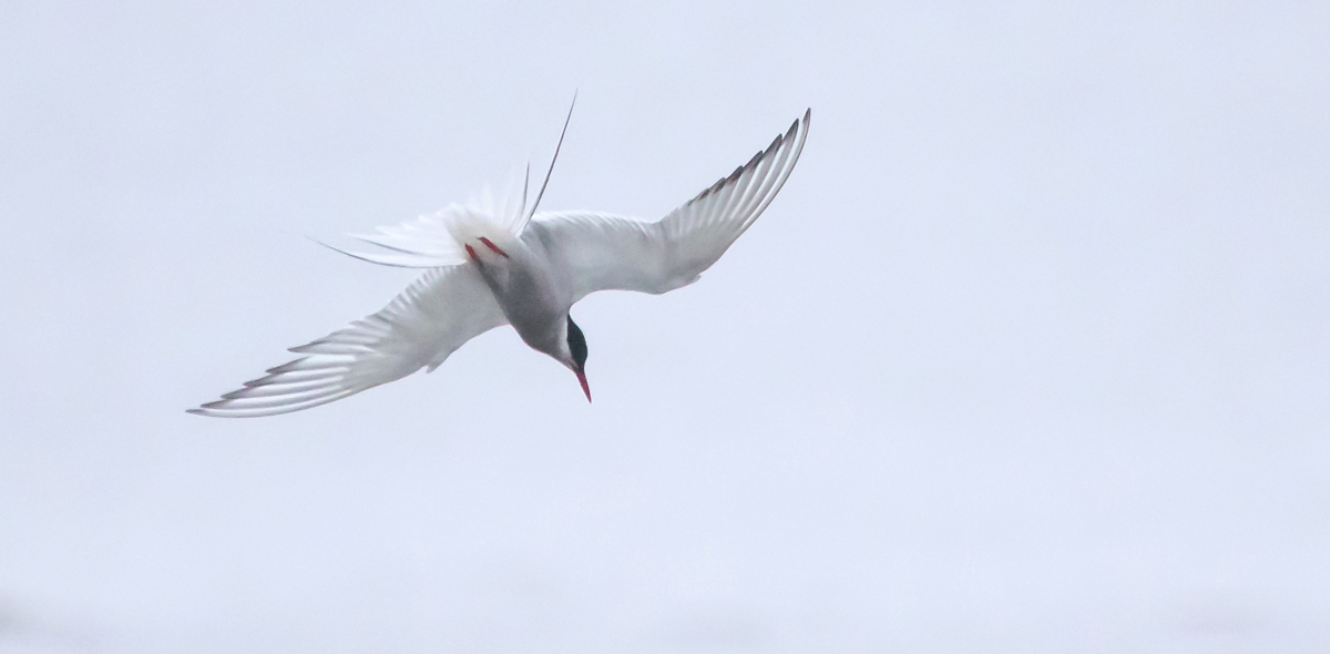 Arctic Tern in flight