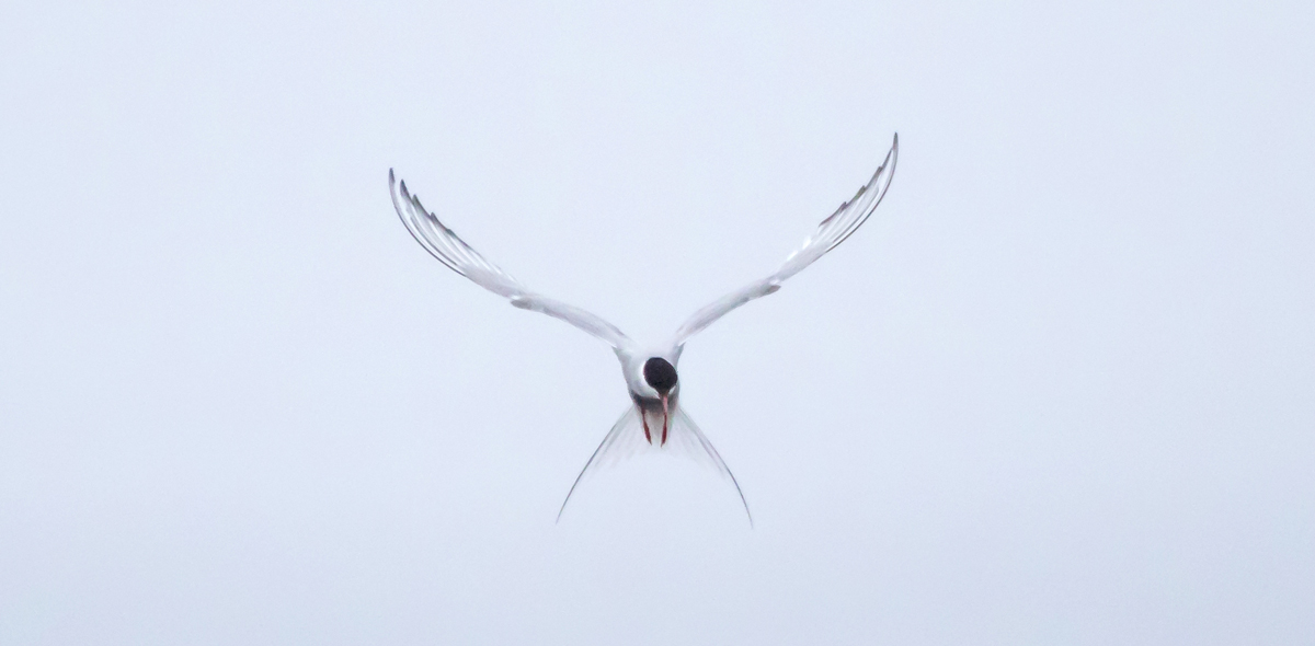 Arctic Tern in flight