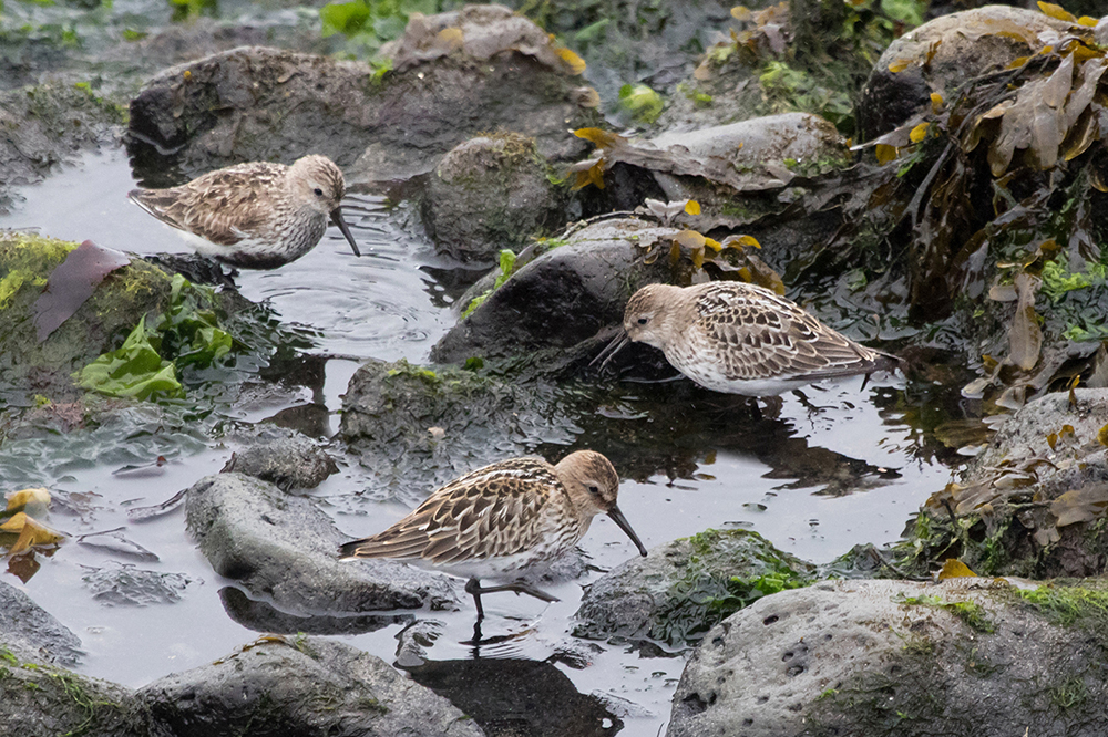 A trio of Dunlin