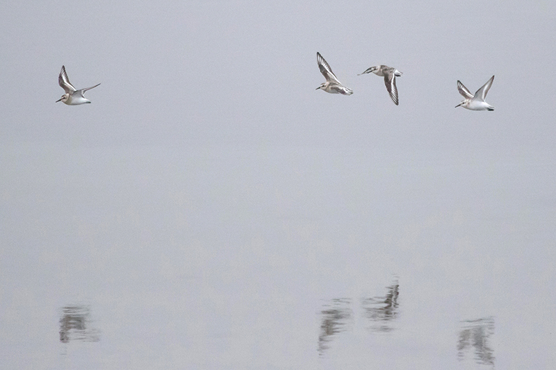 Sanderlings in flight