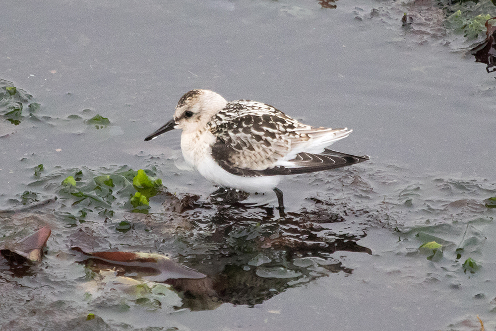 Sanderling foraging