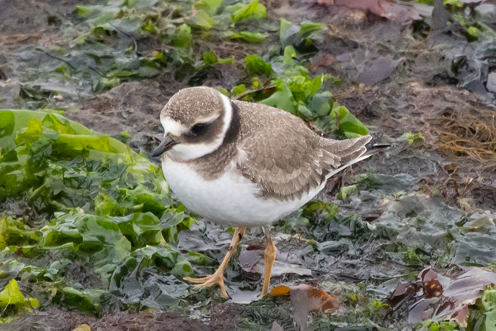 Common Ringed Plover