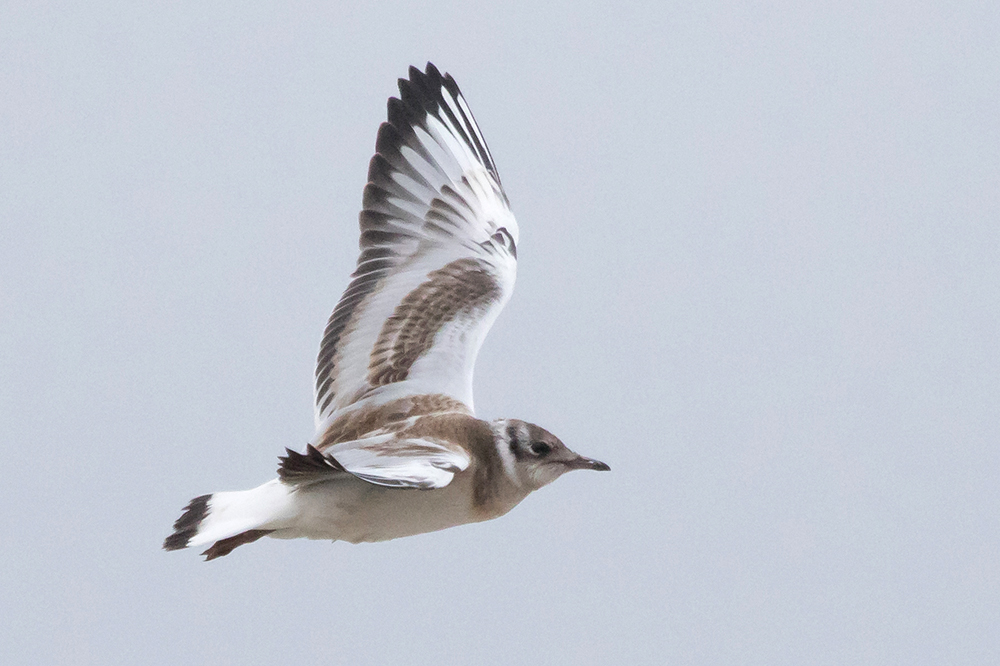 A juvenile Black-headed Gull in flight. That lovely plumage made me think it might be something special, looking so different from the adults.