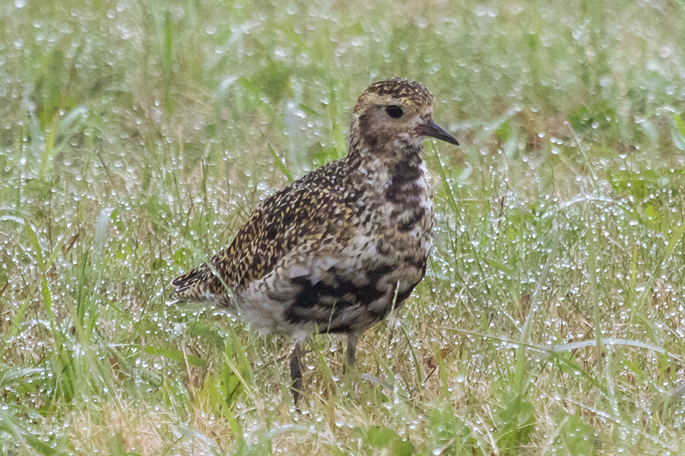 A European Golden Plover