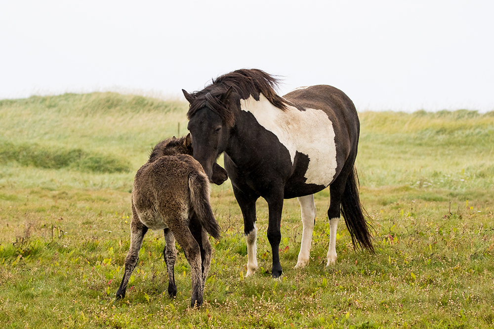 A mare and her foal