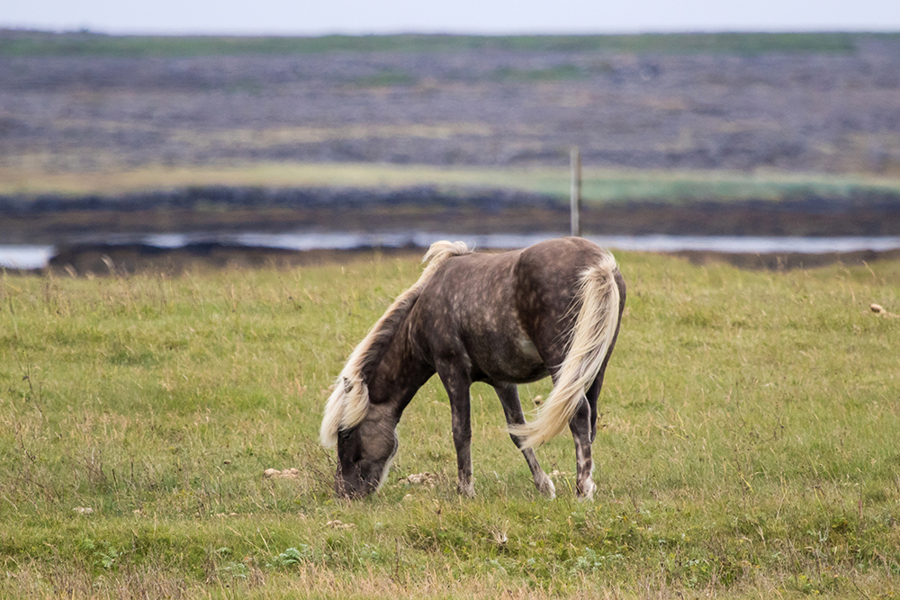 An Icelandic horse