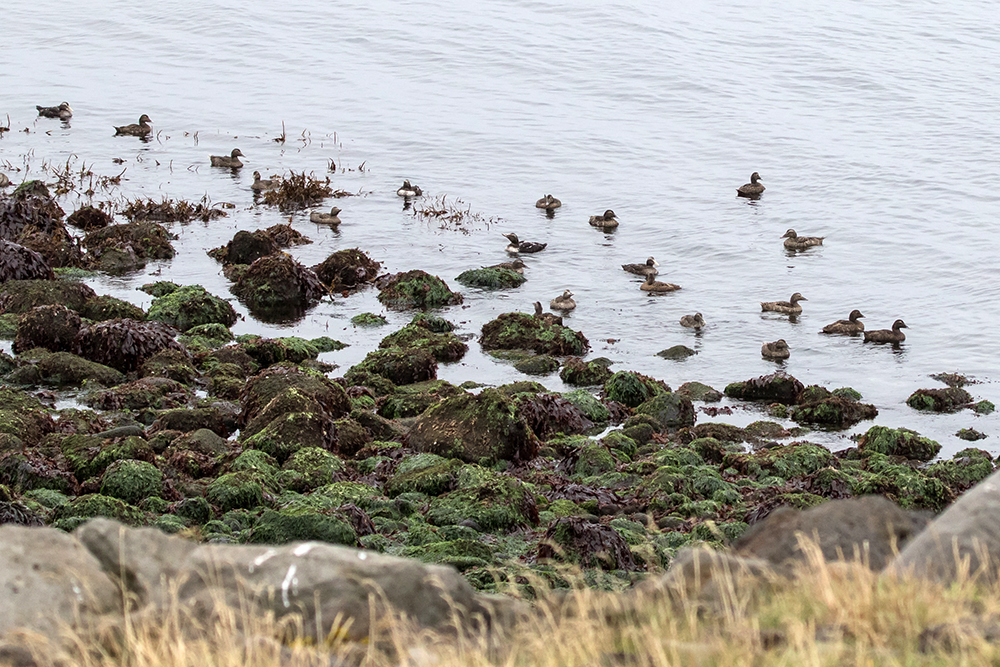 Common Eiders