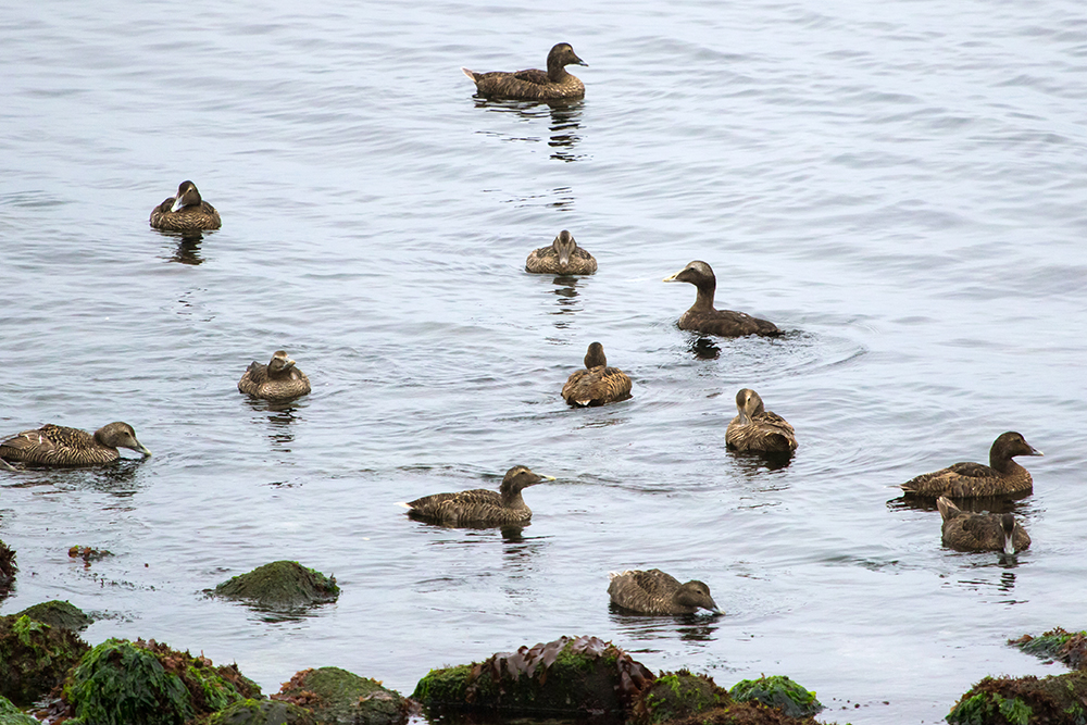 Common Eiders