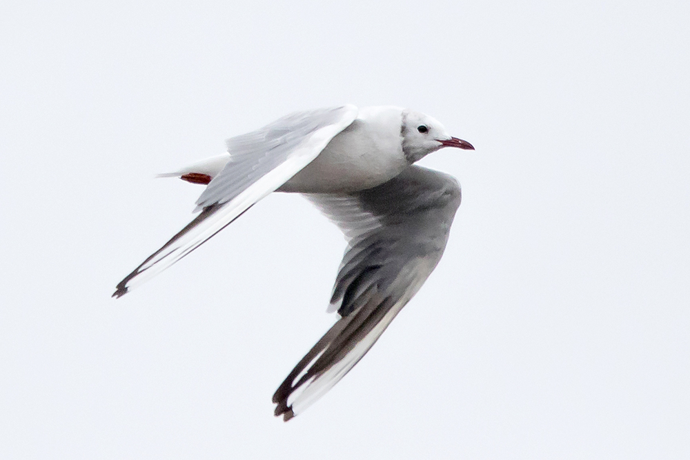 A Black-headed Gull in alternate plumage