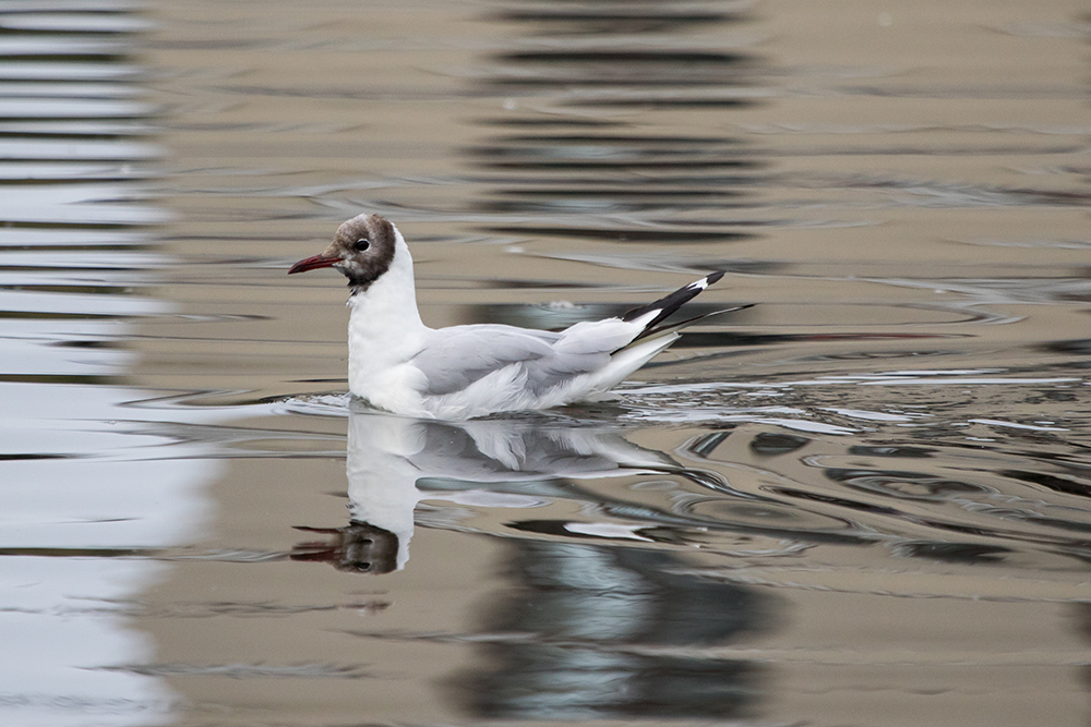 A Black-headed Gull