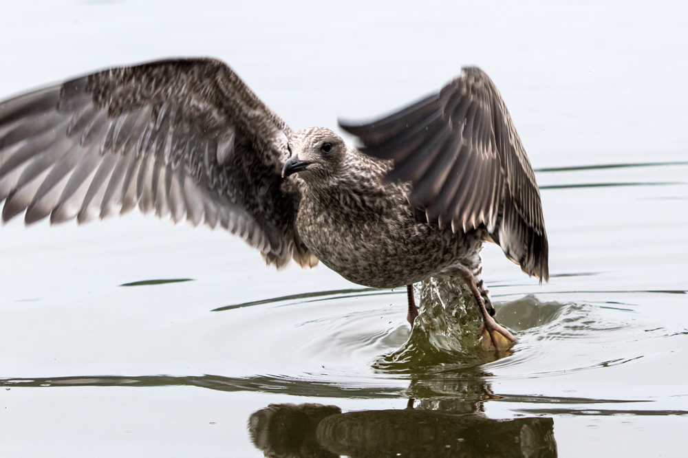 A juvenile Lesser Black-backed Gull