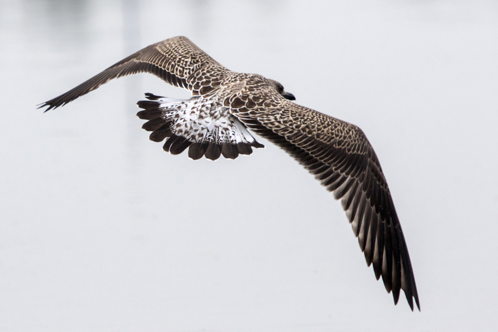 A juvenile Lesser Black-backed Gull