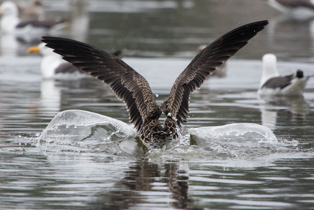 Splashdown!