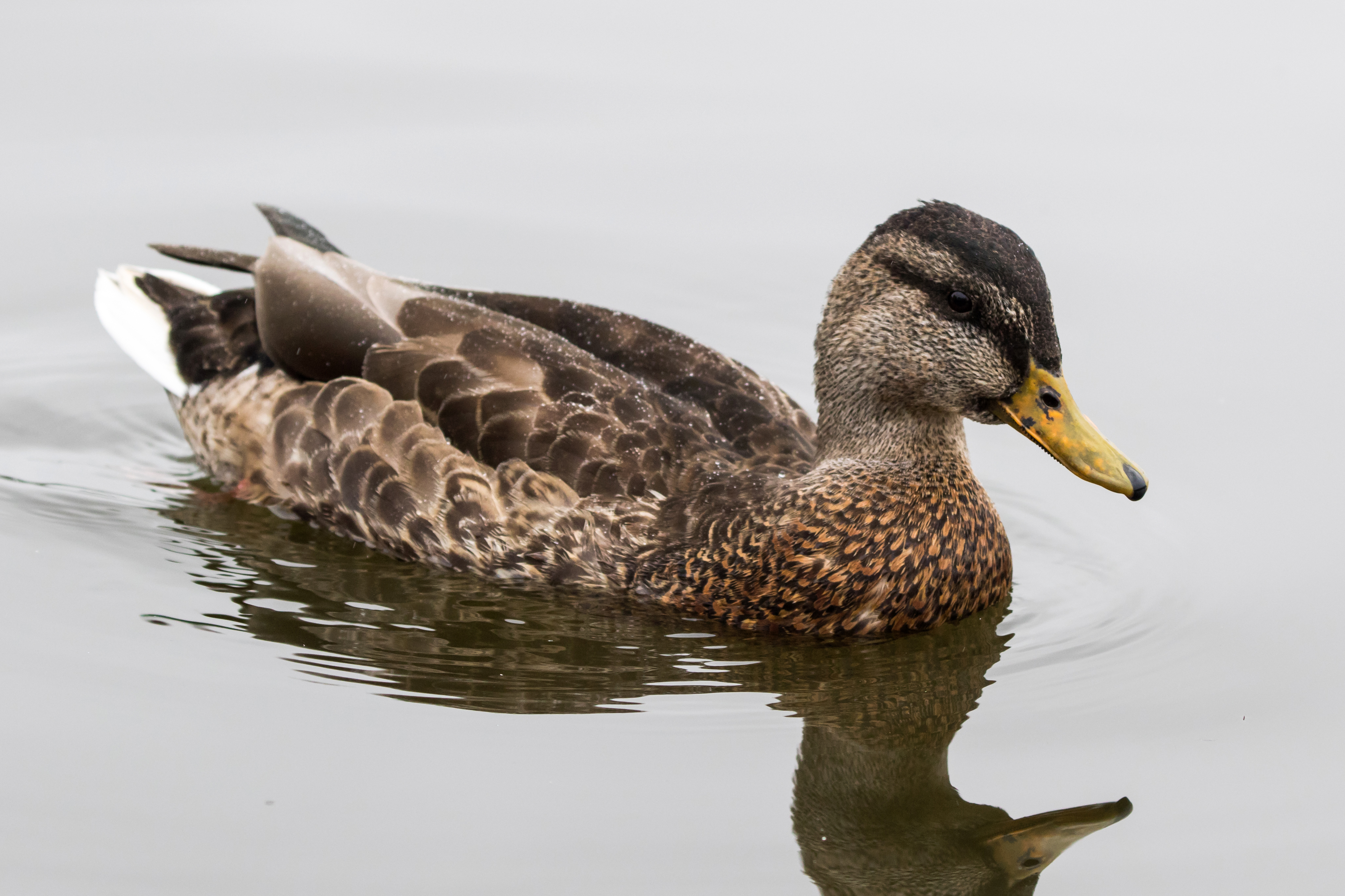 A male Mallard in eclipse plumage