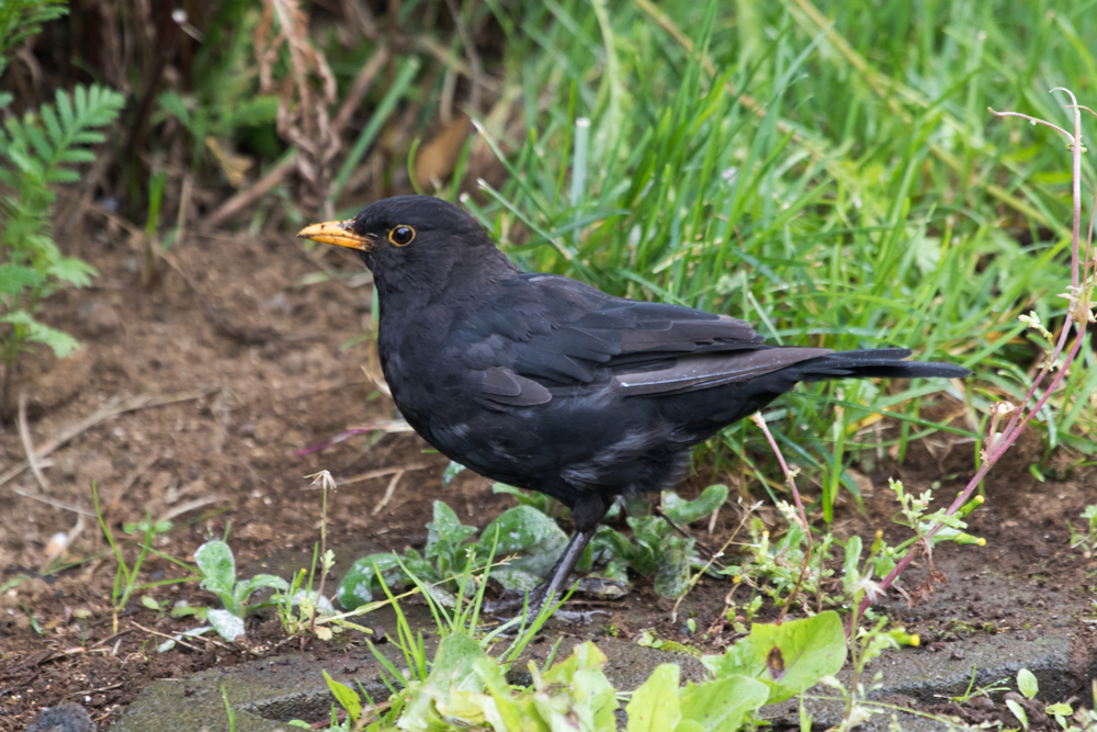 An adult Eurasian Blackbird