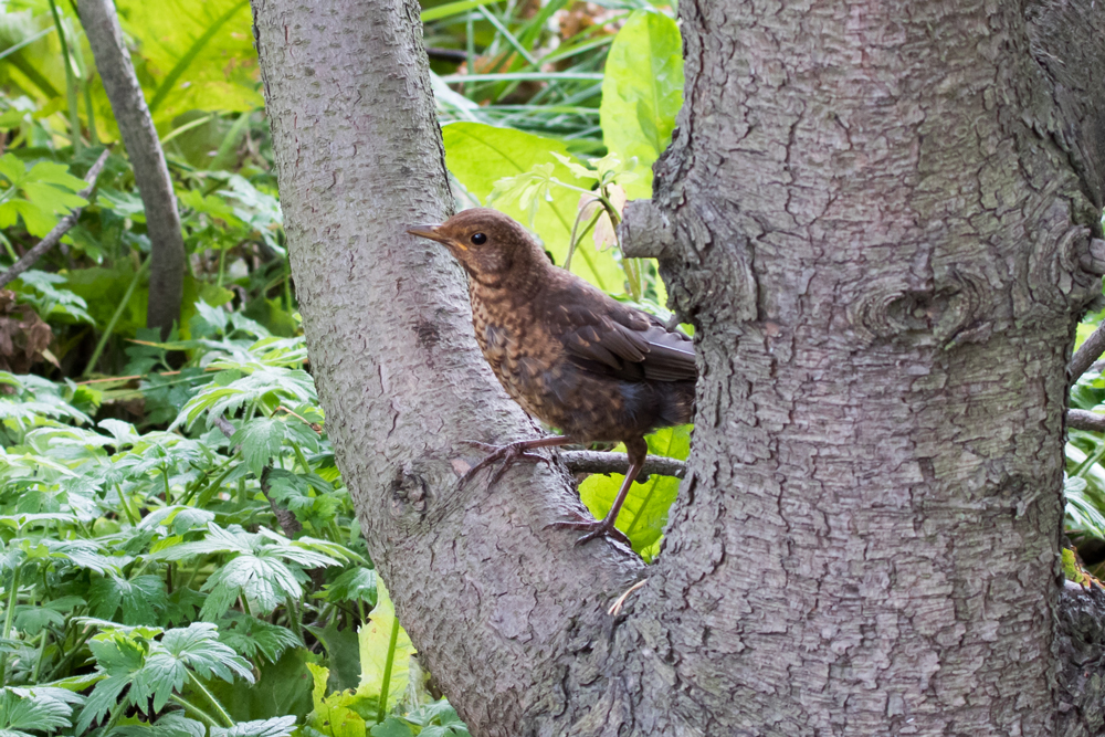 A juvenile Eurasian Blackbird