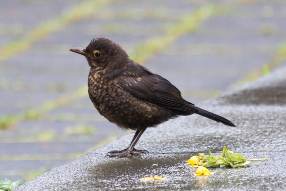 Another juvenile Eurasian Blackbird