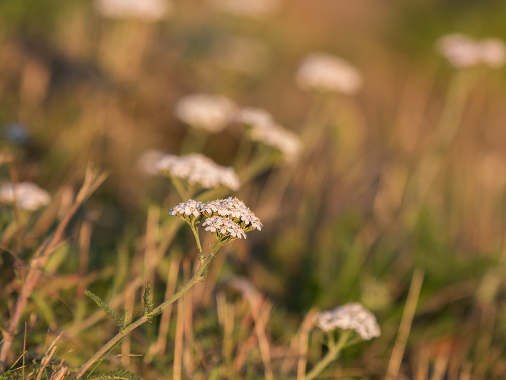 Yarrow flowers