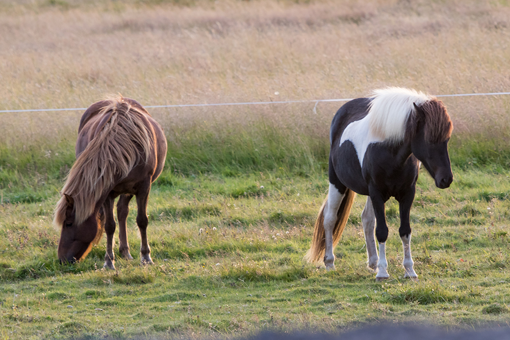 Icelandic Horses