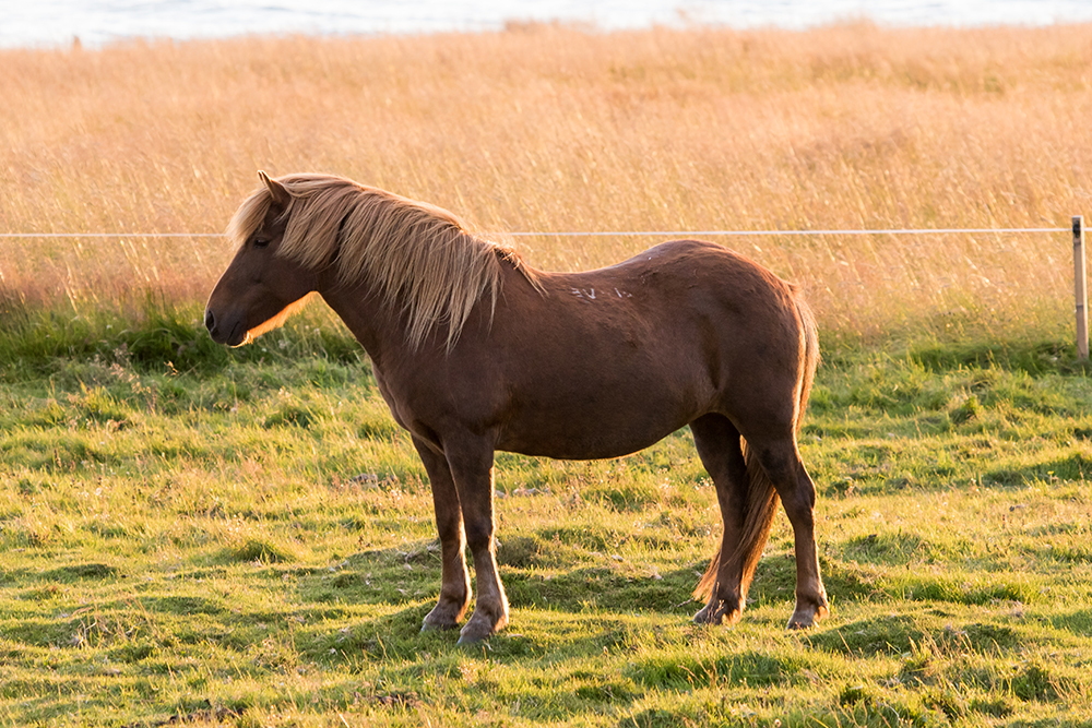 Icelandic Horse