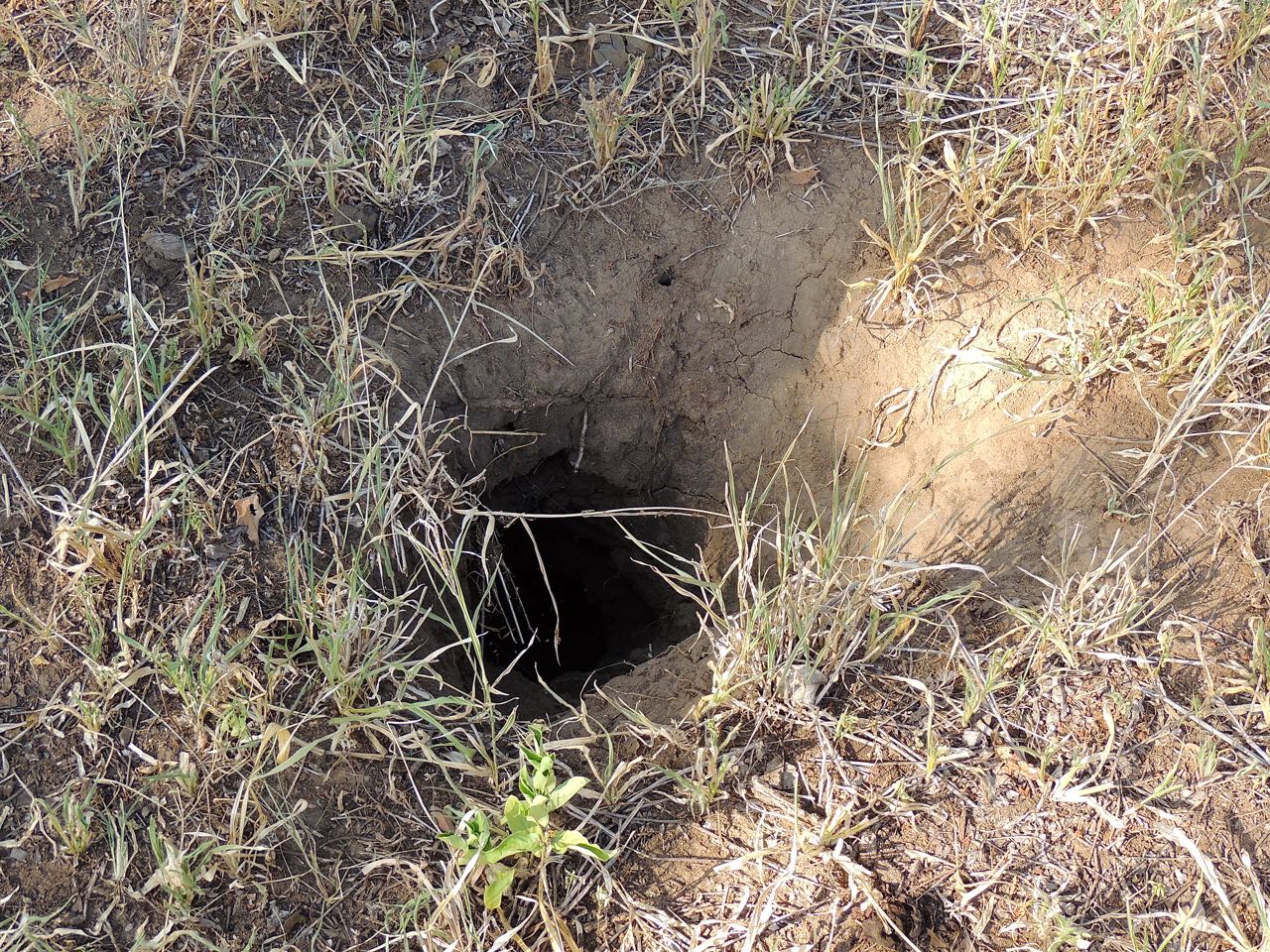 Aardvark Hole