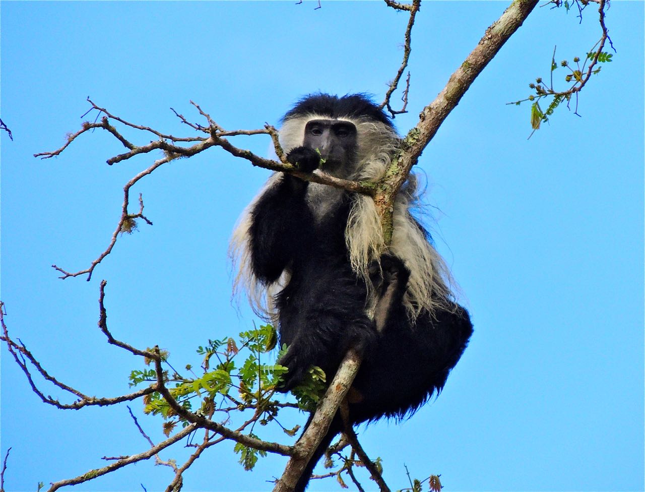 Angola Black-and-white Colobus