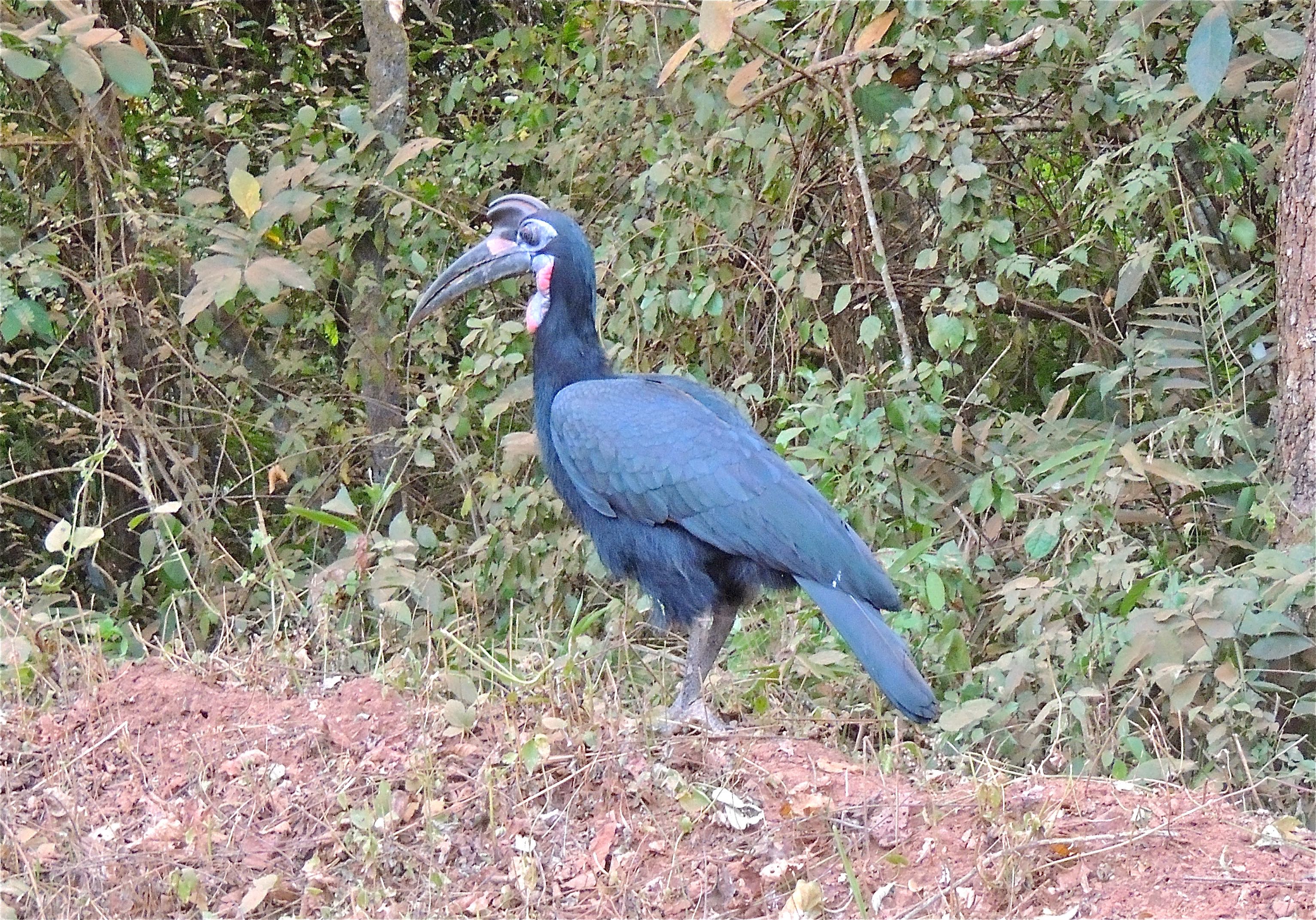 Abyssinian Ground Hornbill Male