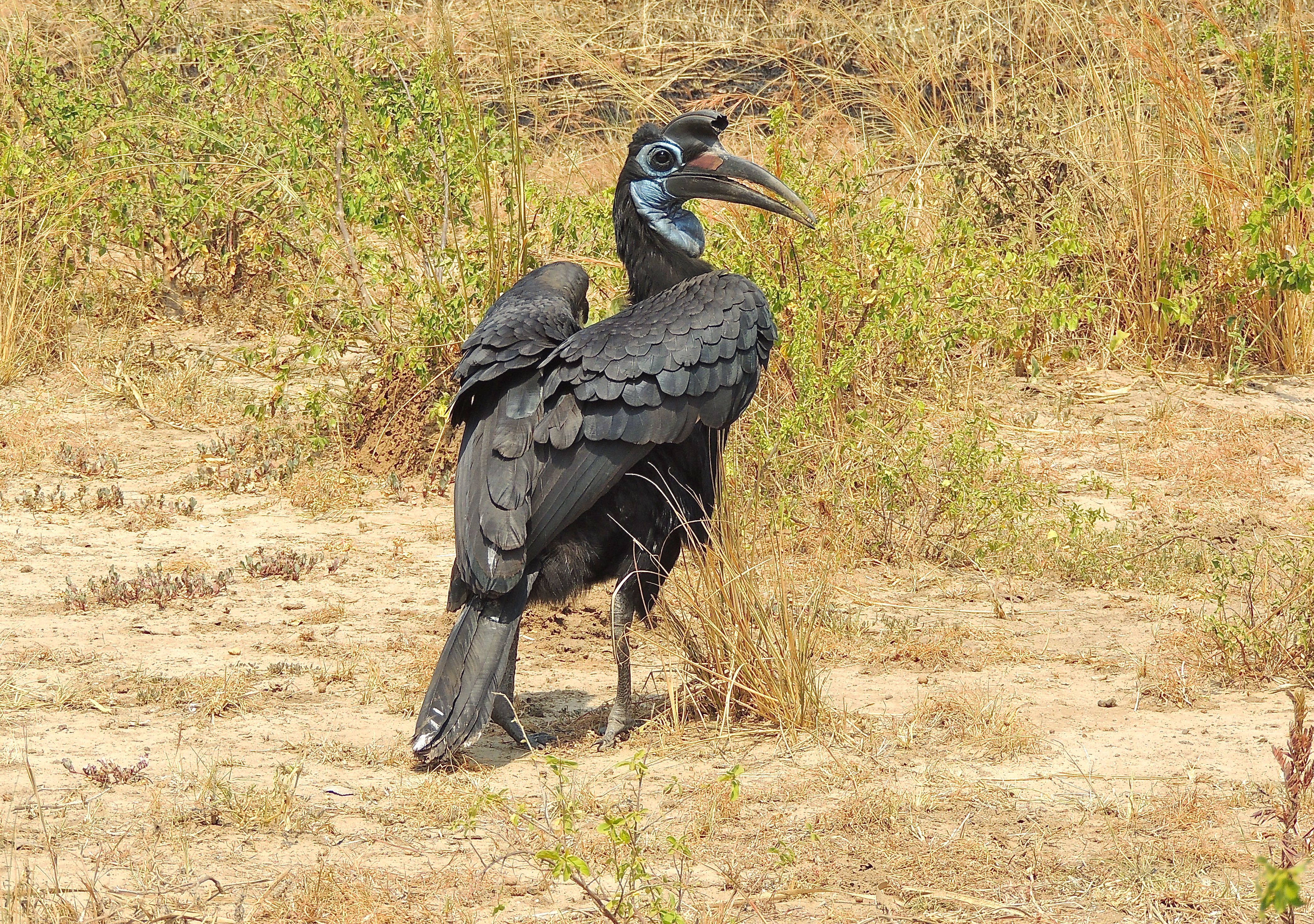 Abyssinian Ground Hornbill Female