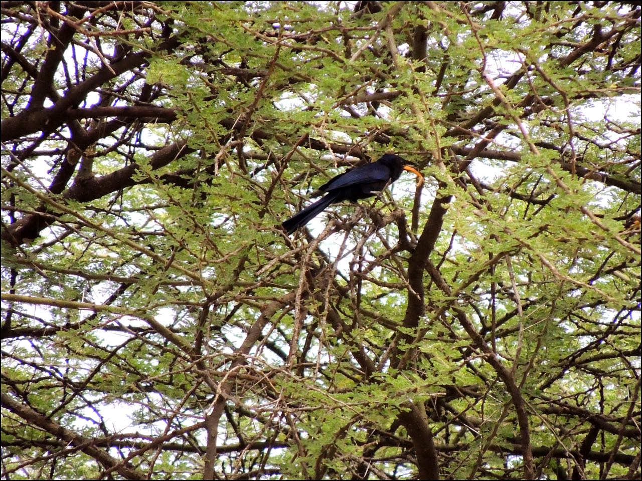 Abyssinian Scimitarbill