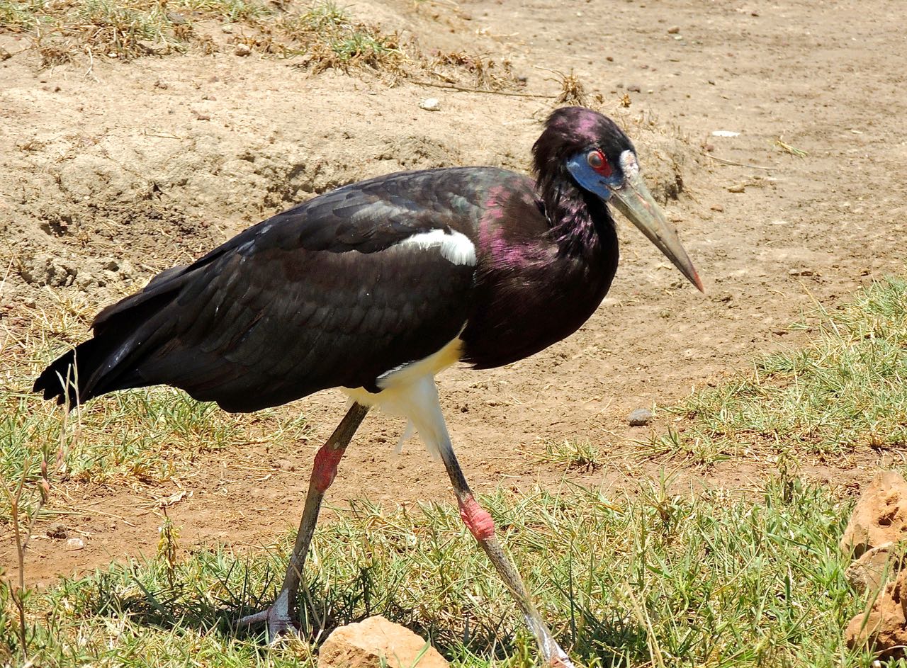 Abdim's Stork