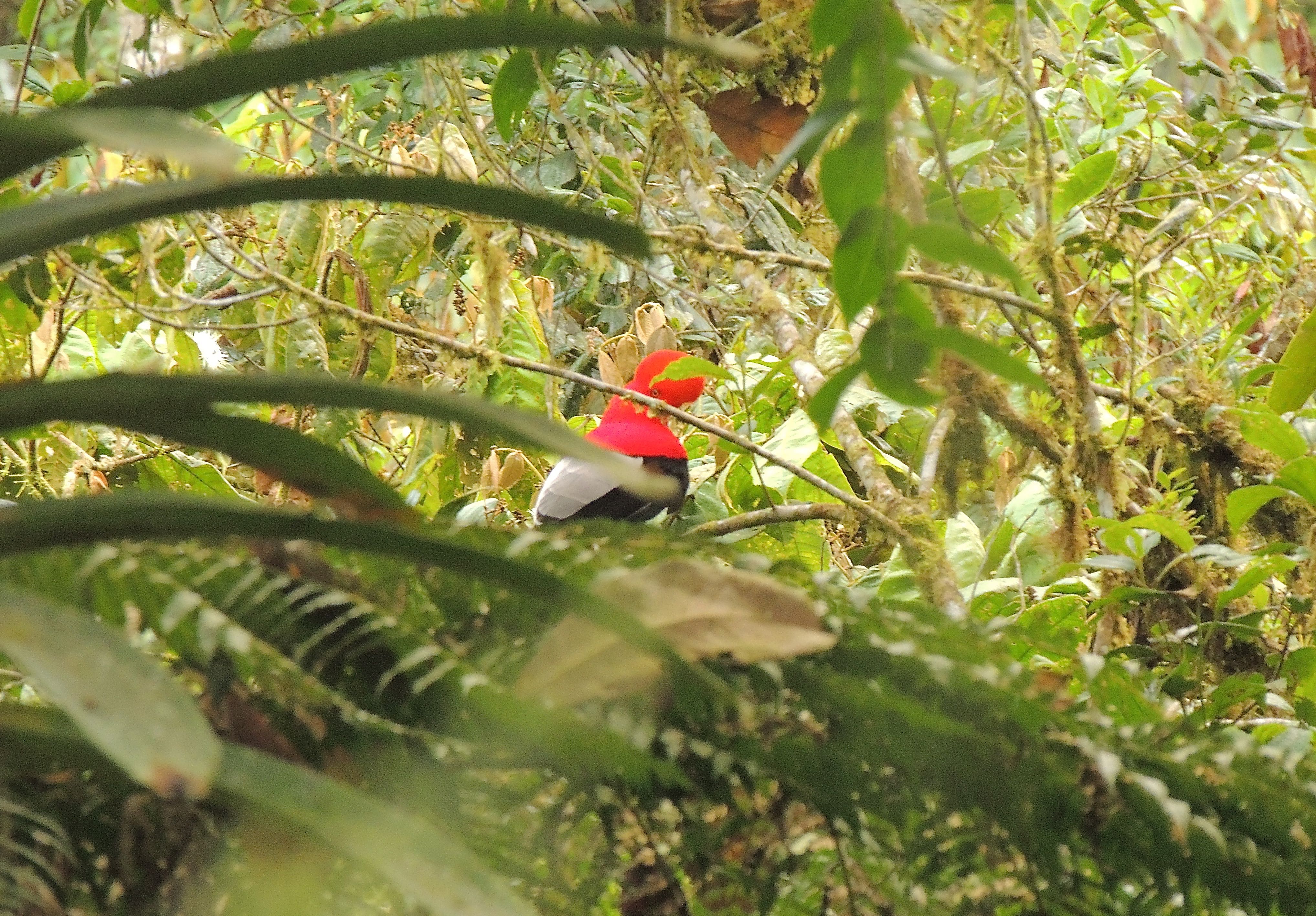 Andean Cock-of-the-Rock