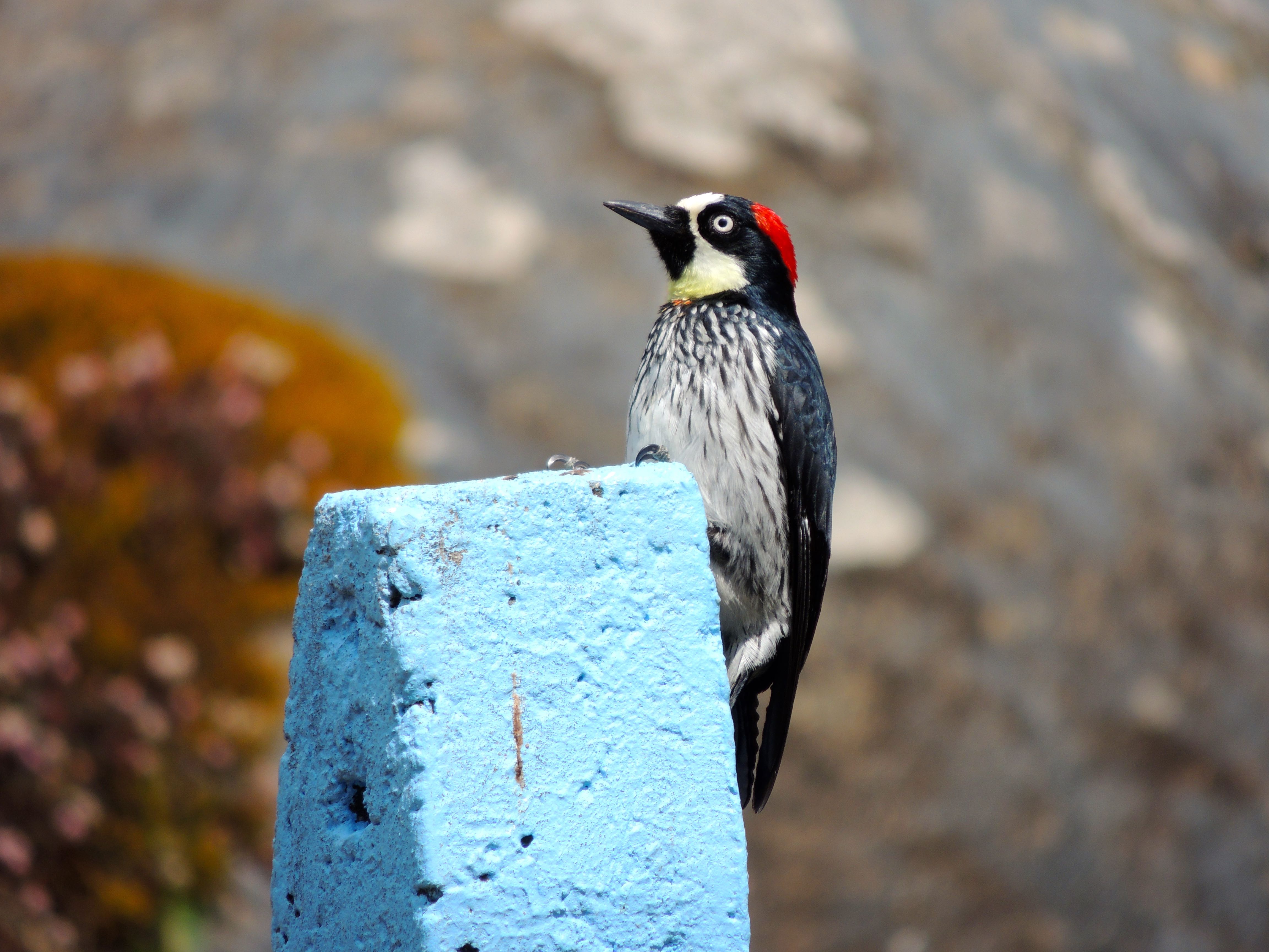 Acorn Woodpecker