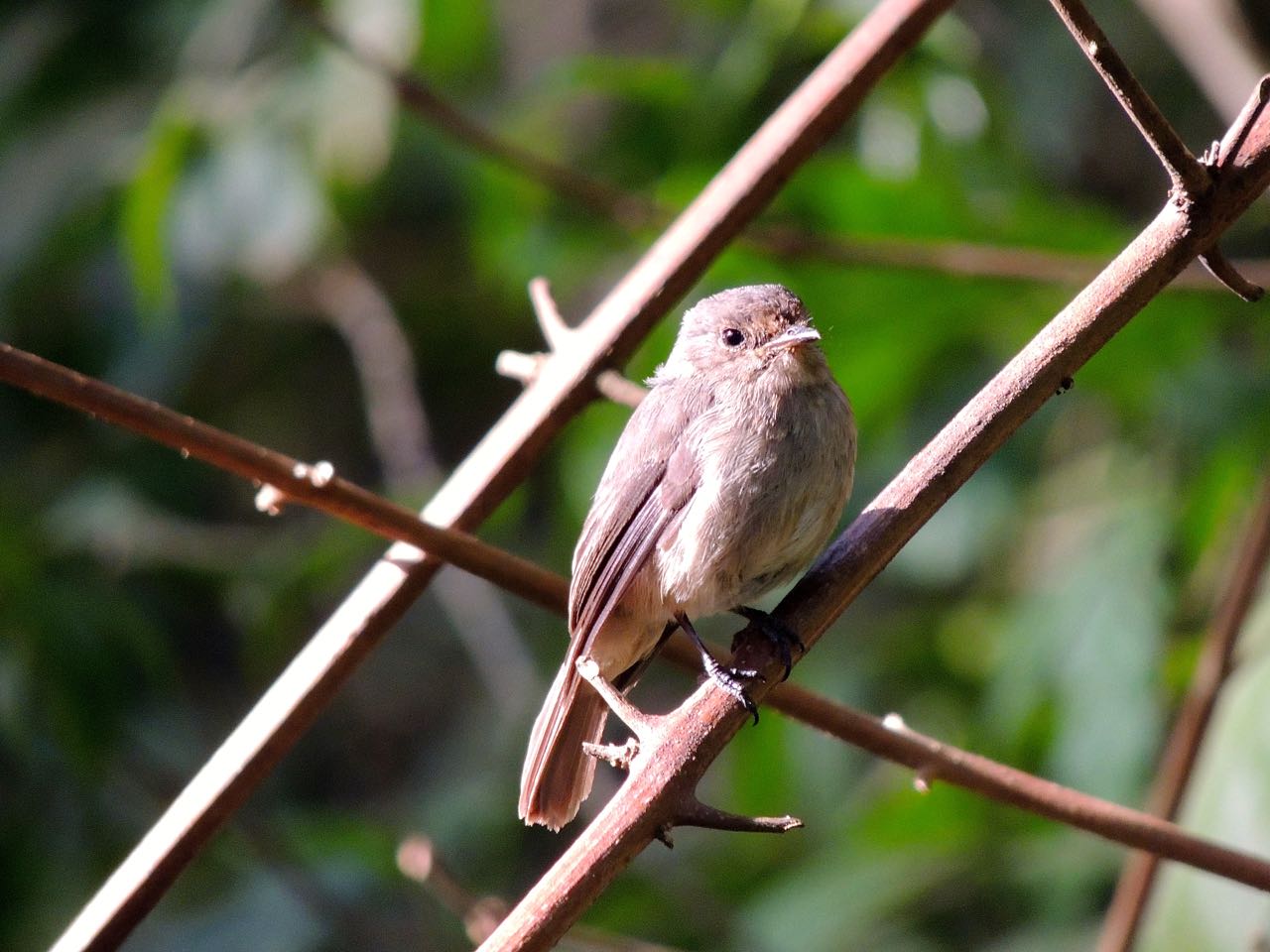 African Dusky Flycatcher