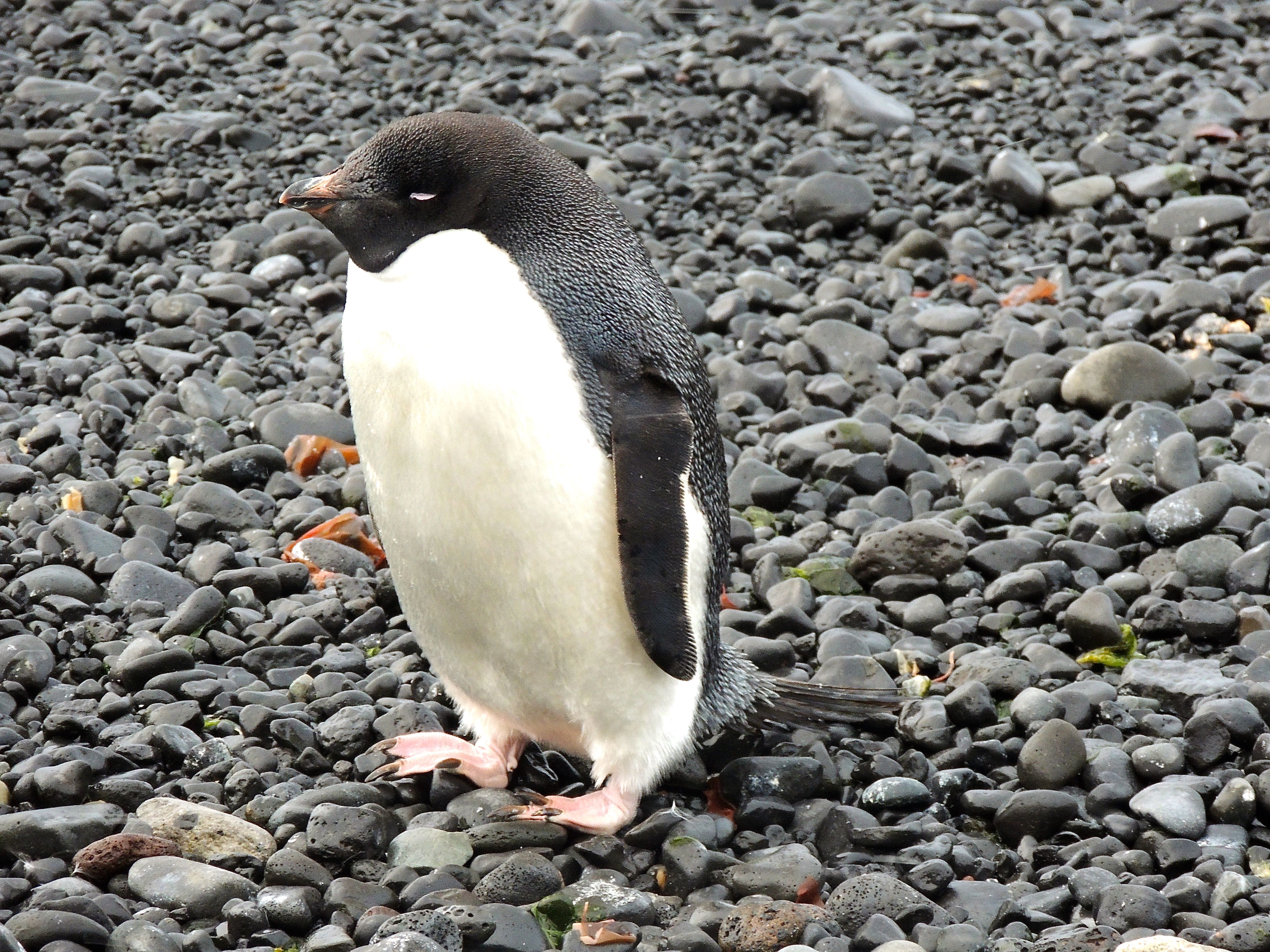 Adelie Penguin