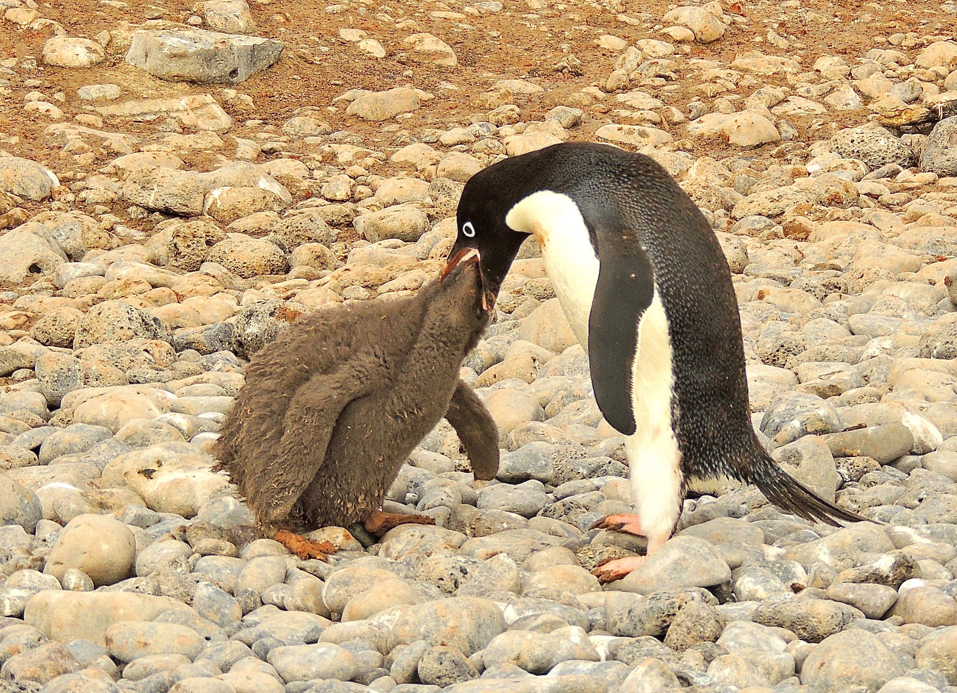 Adelie Penguins