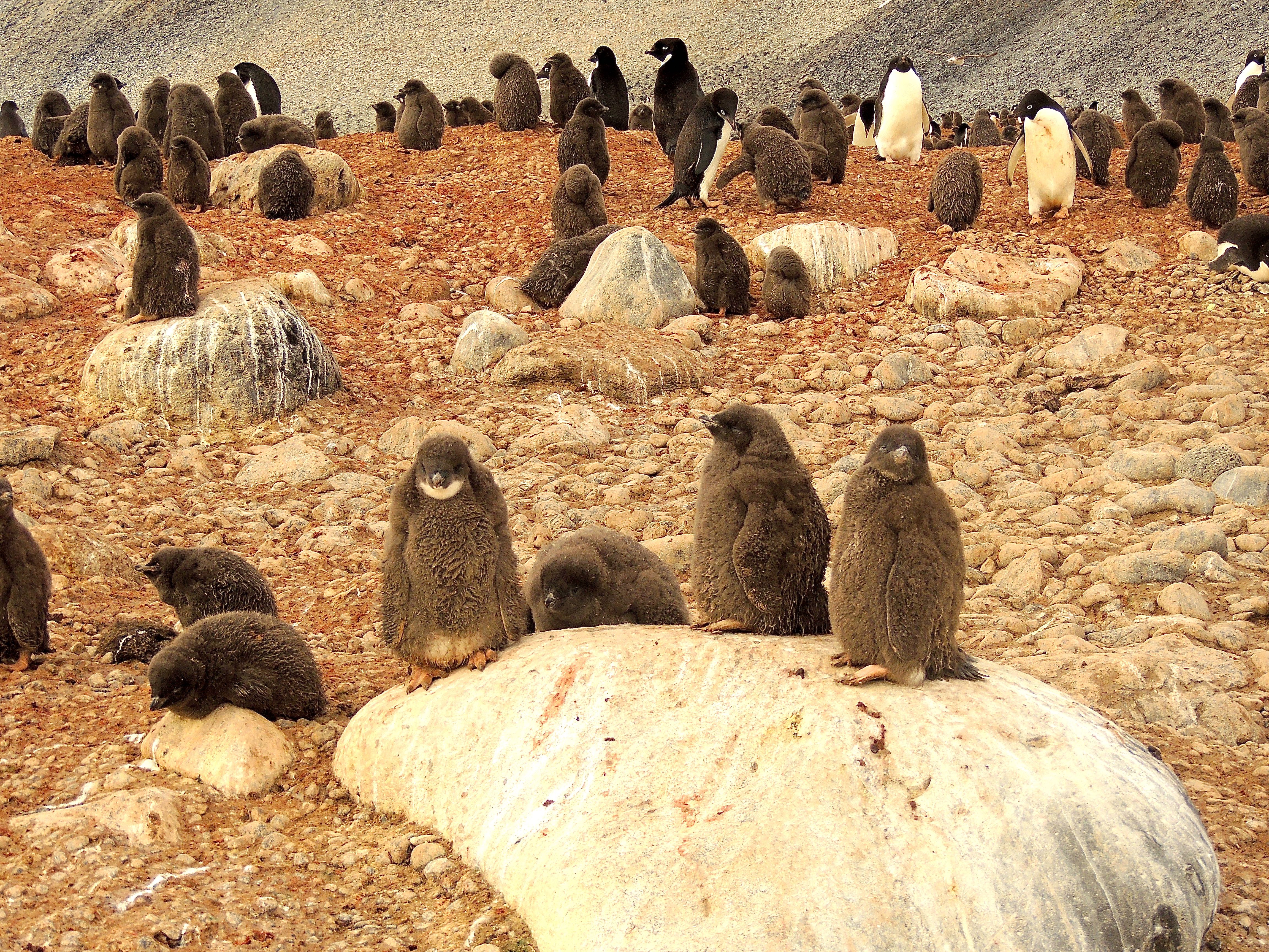 Adelie Penguins