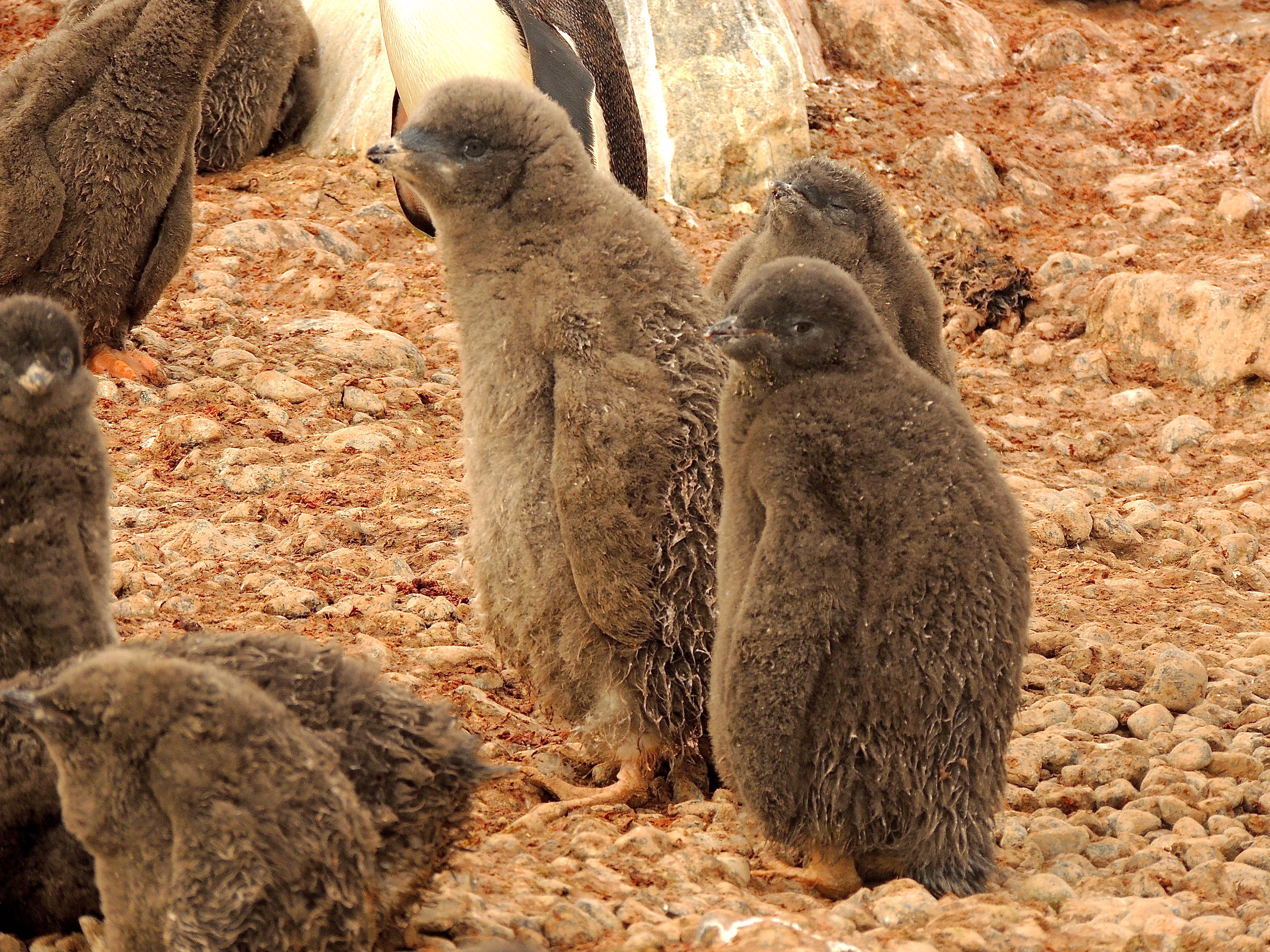 Adelie Penguins