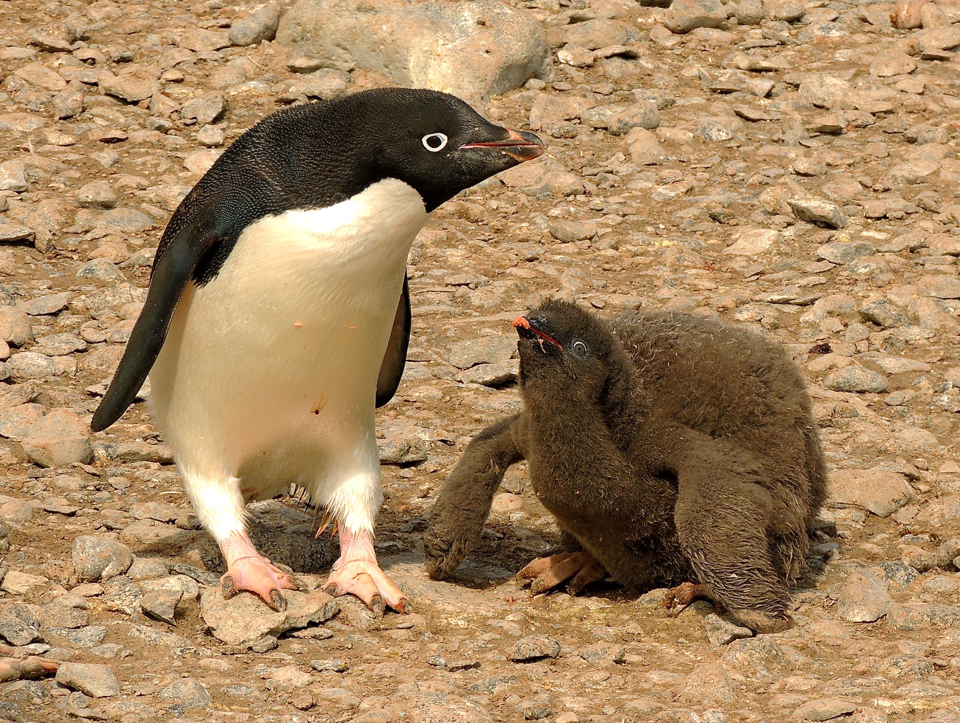 Adelie Penguins