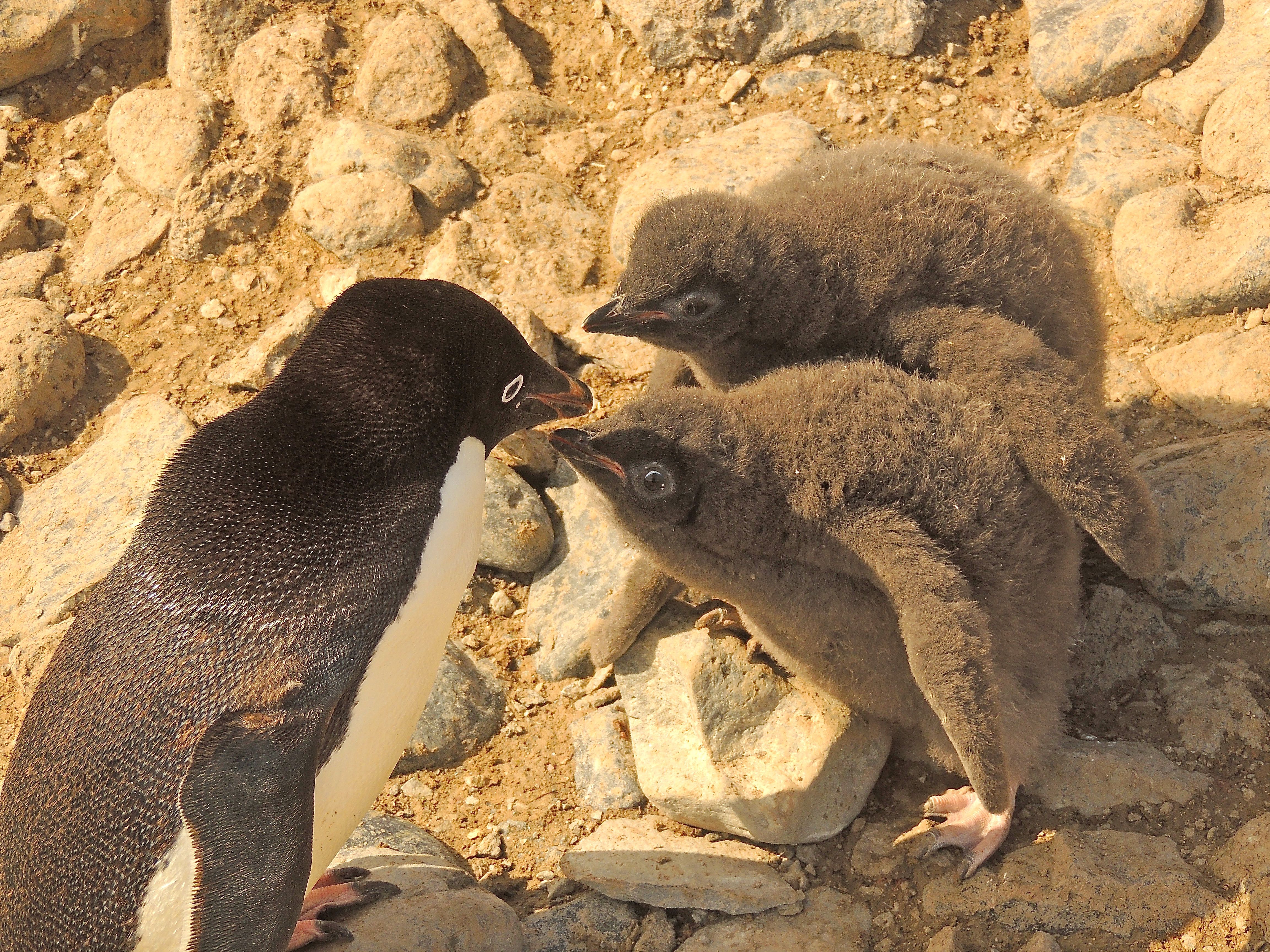 Adelie Penguins