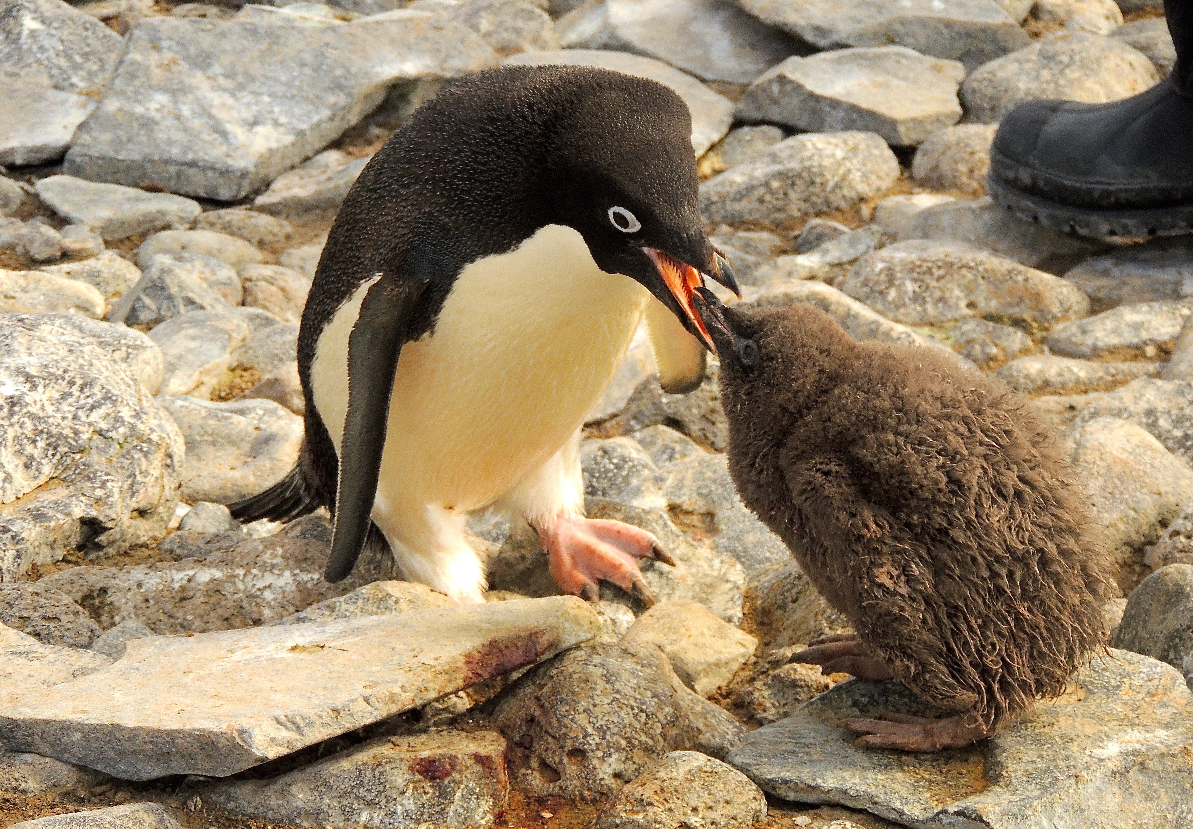 Adelie Penguins