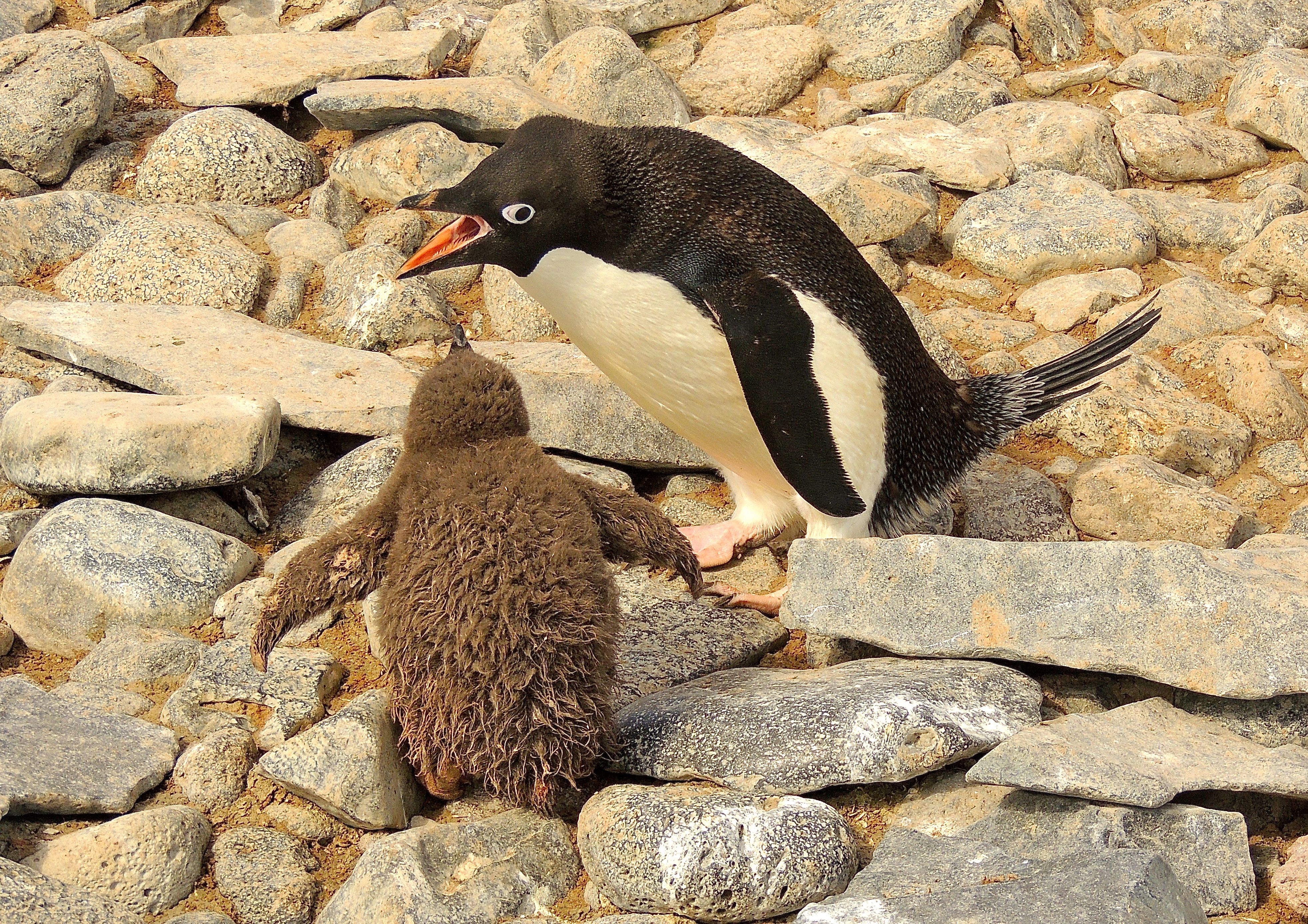 Adelie Penguins