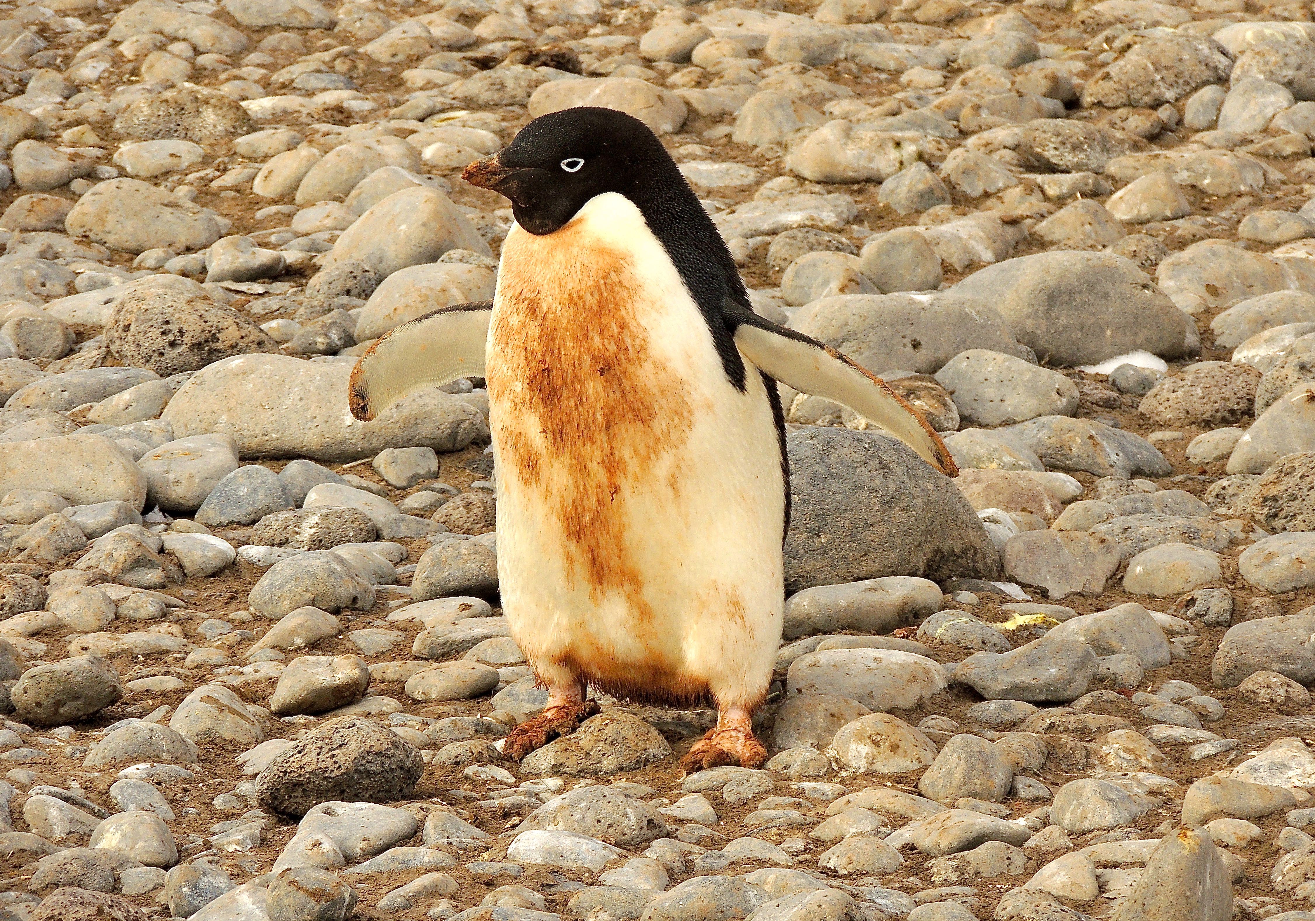 Adelie Penguin