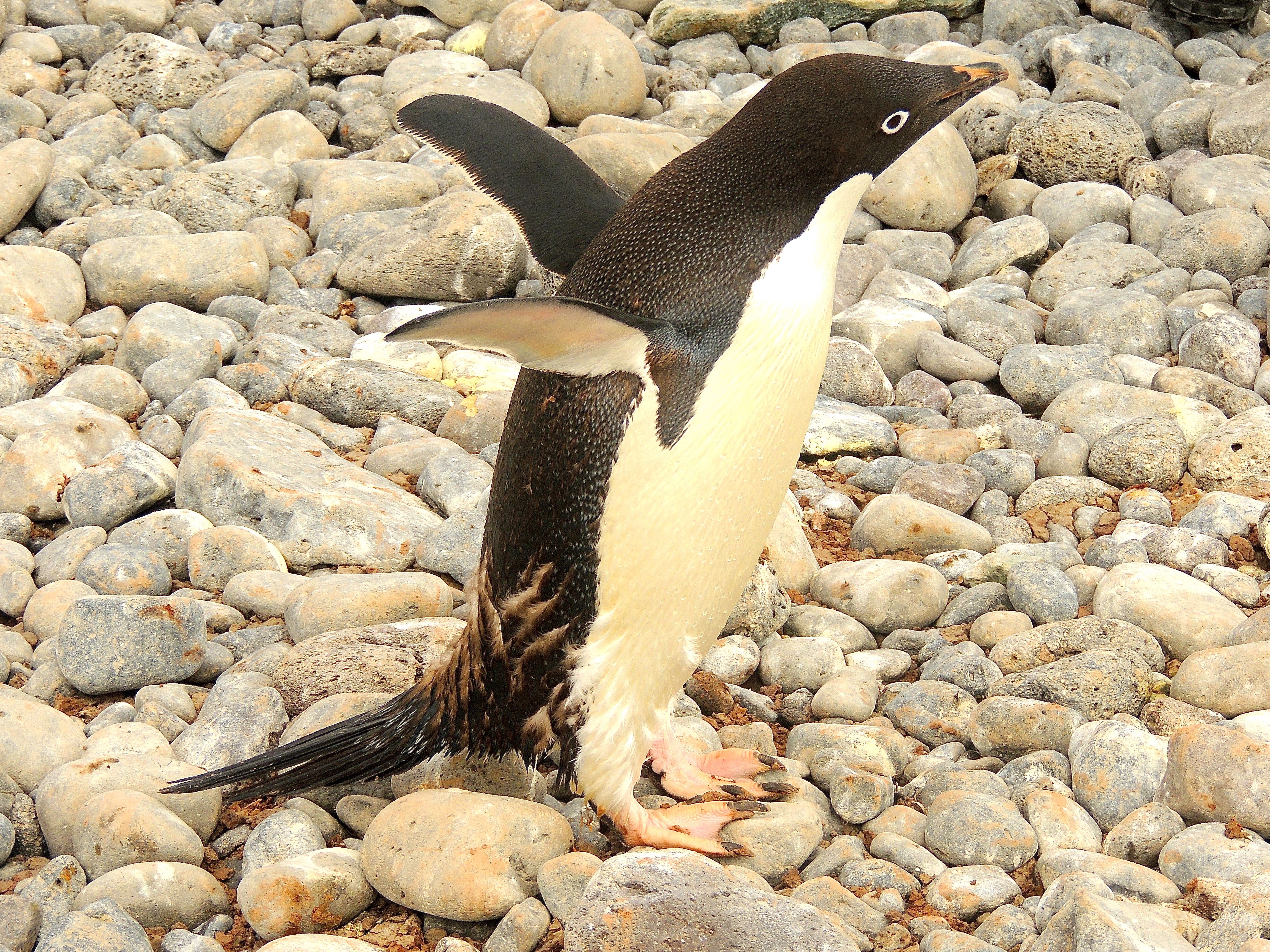 Adelie Penguin