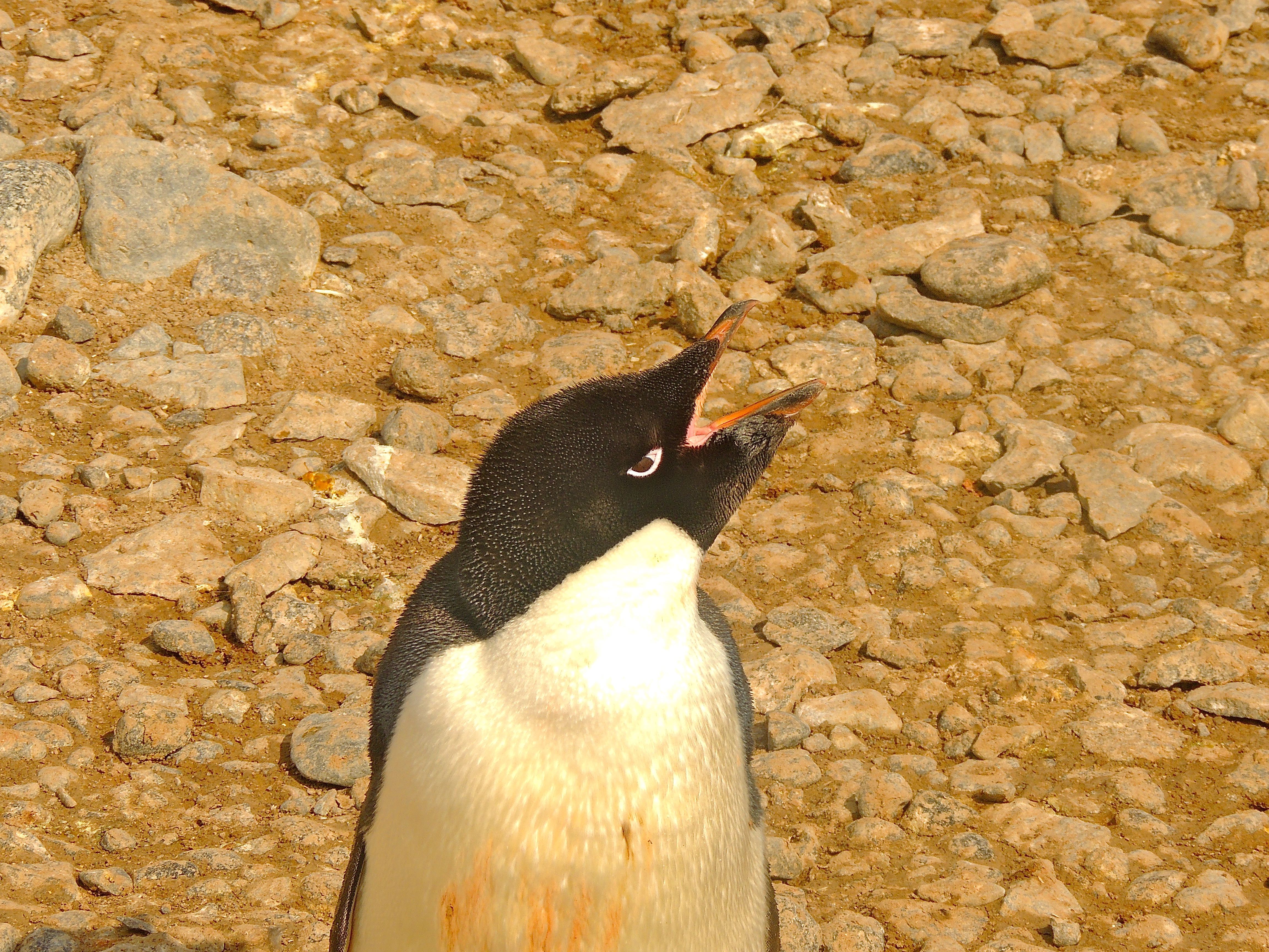 Adelie Penguin