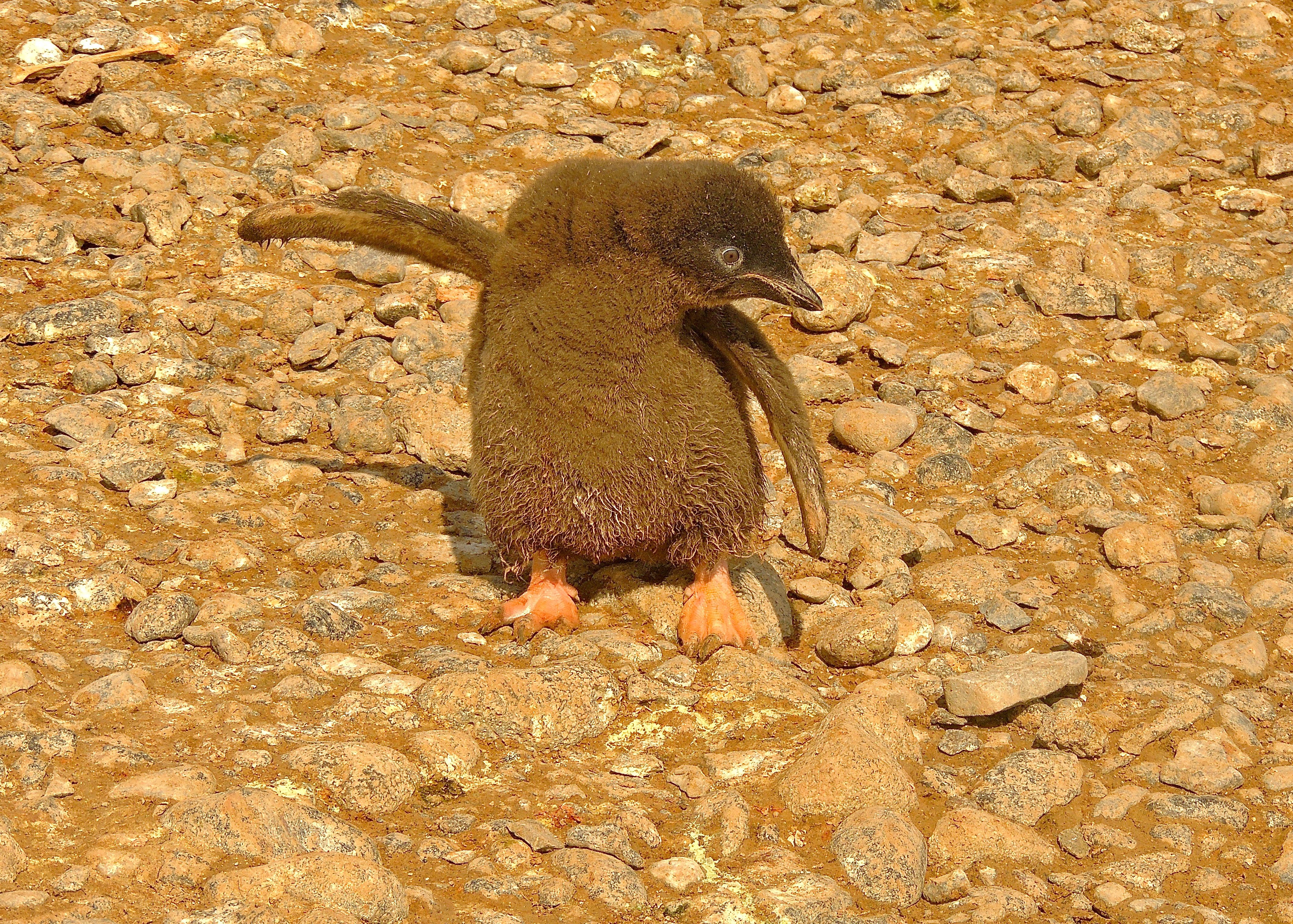 Adelie Penguin