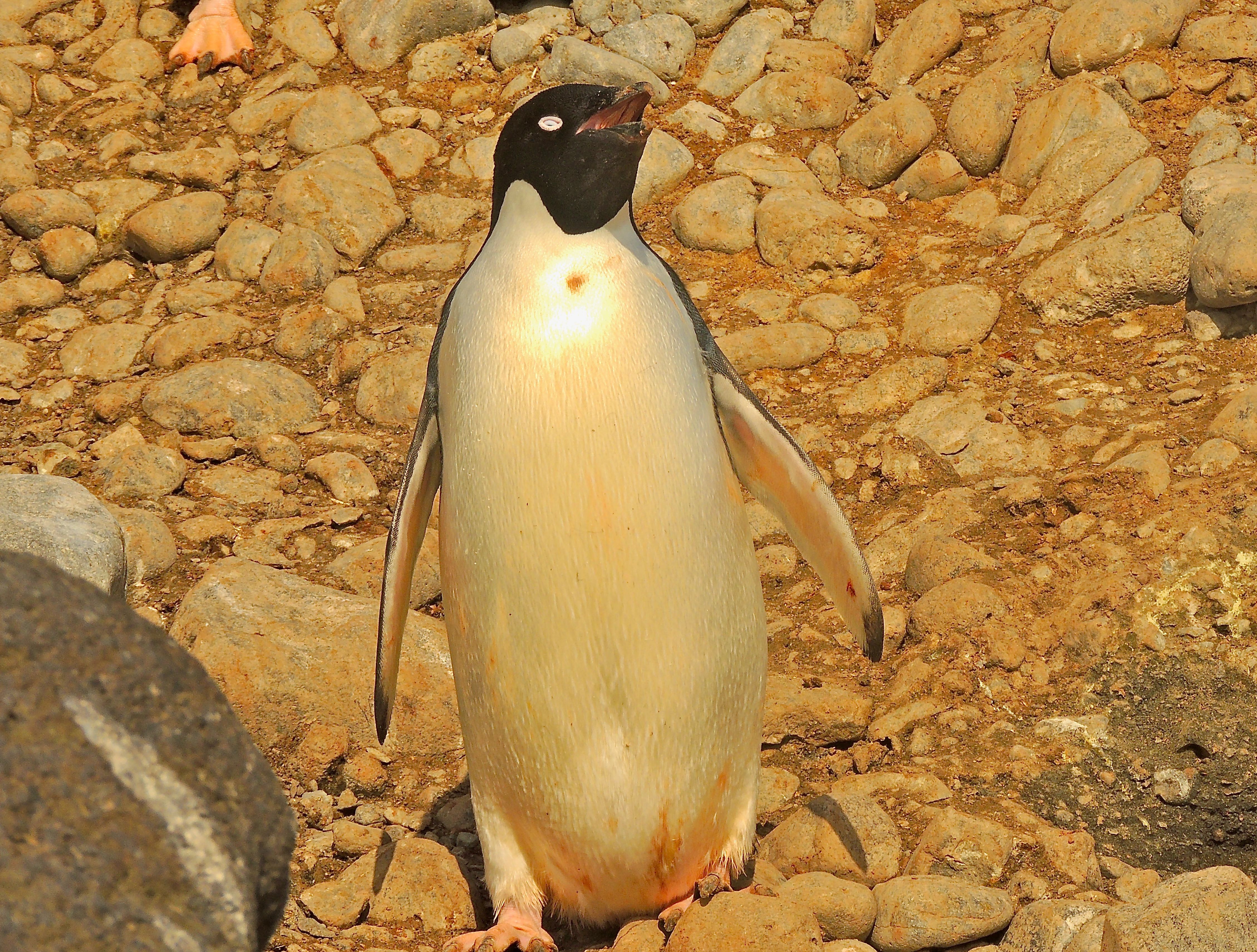 Adelie Penguin