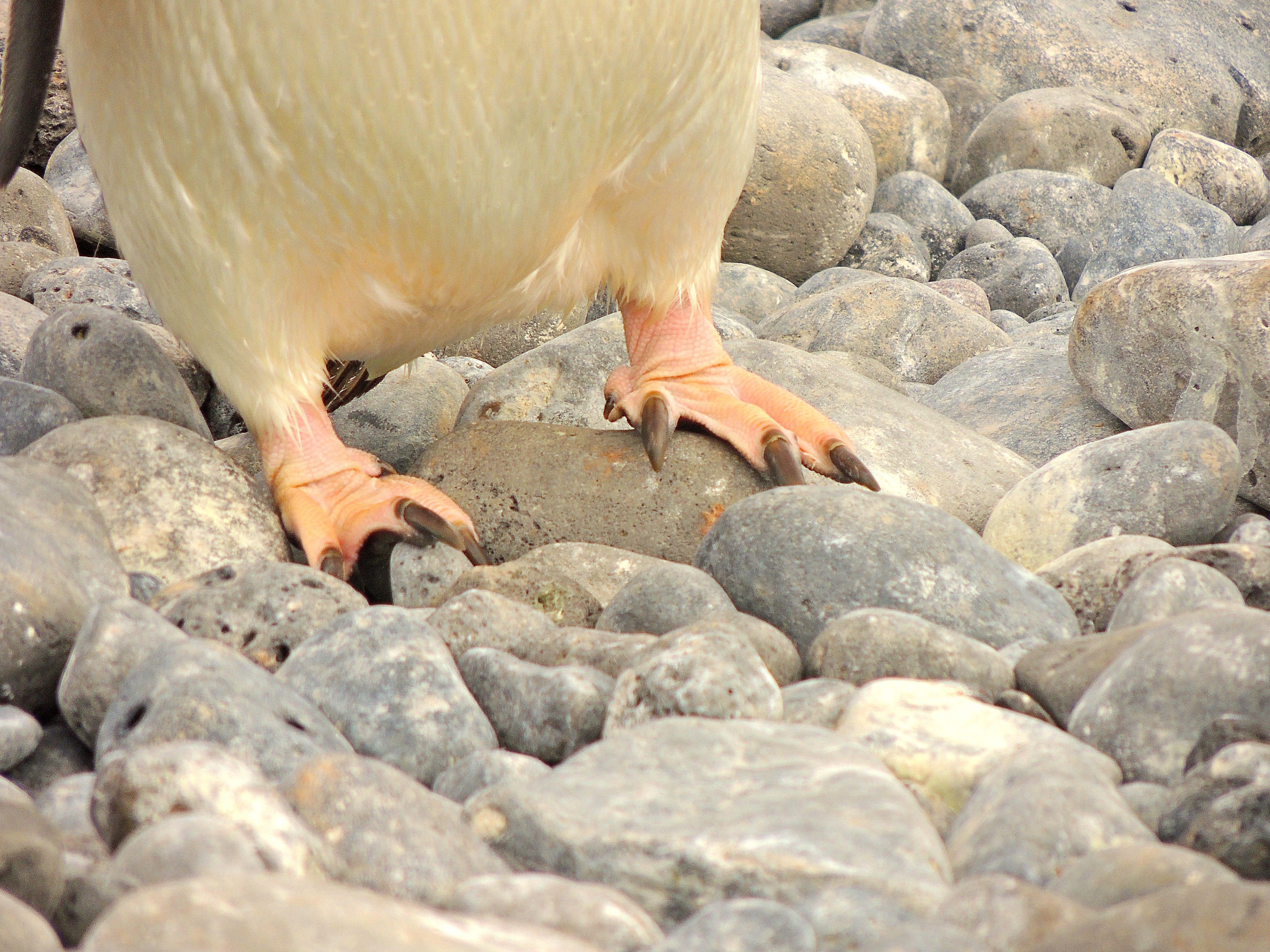 Adelie Penguin