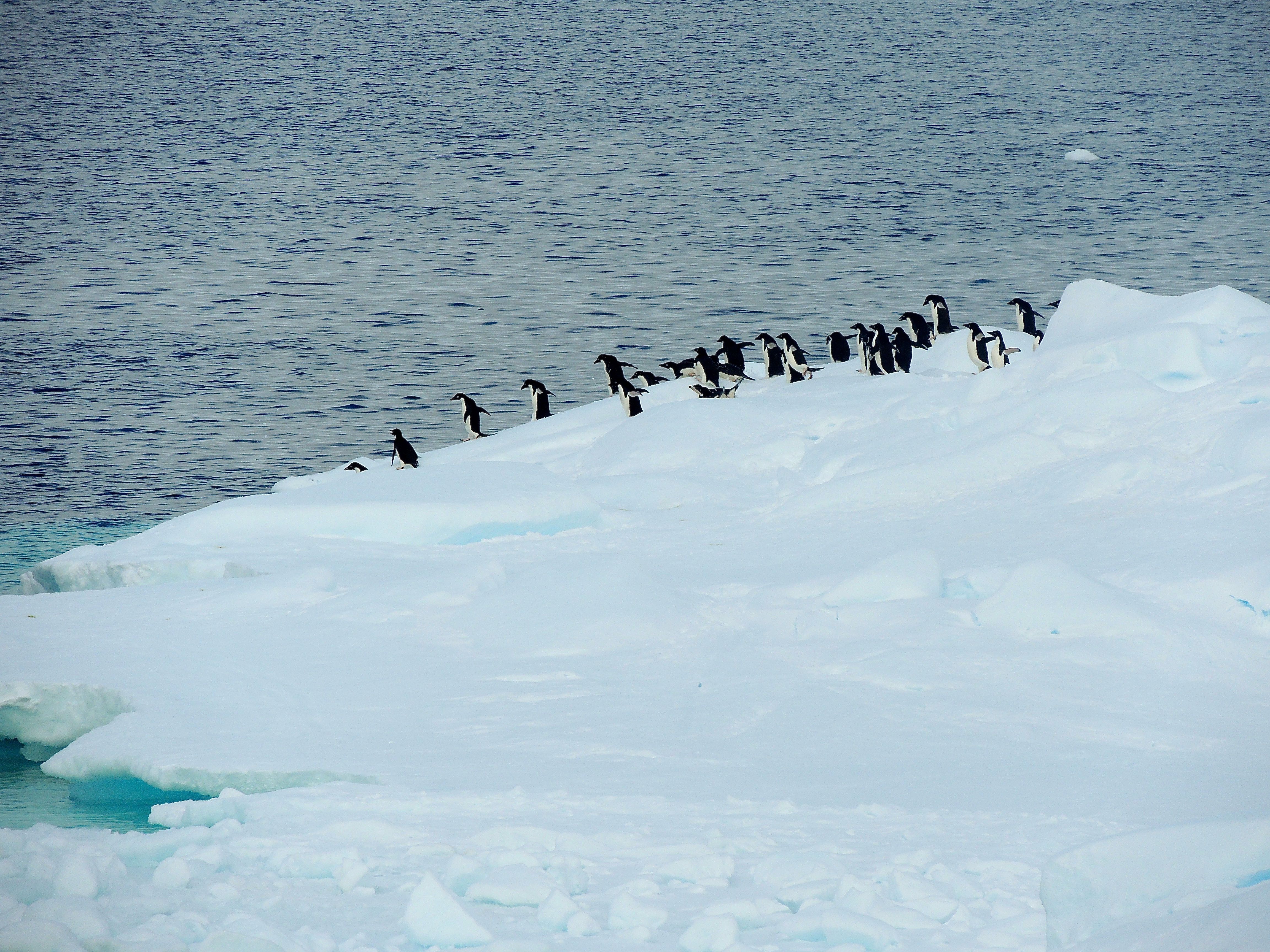 Adelie Penguins