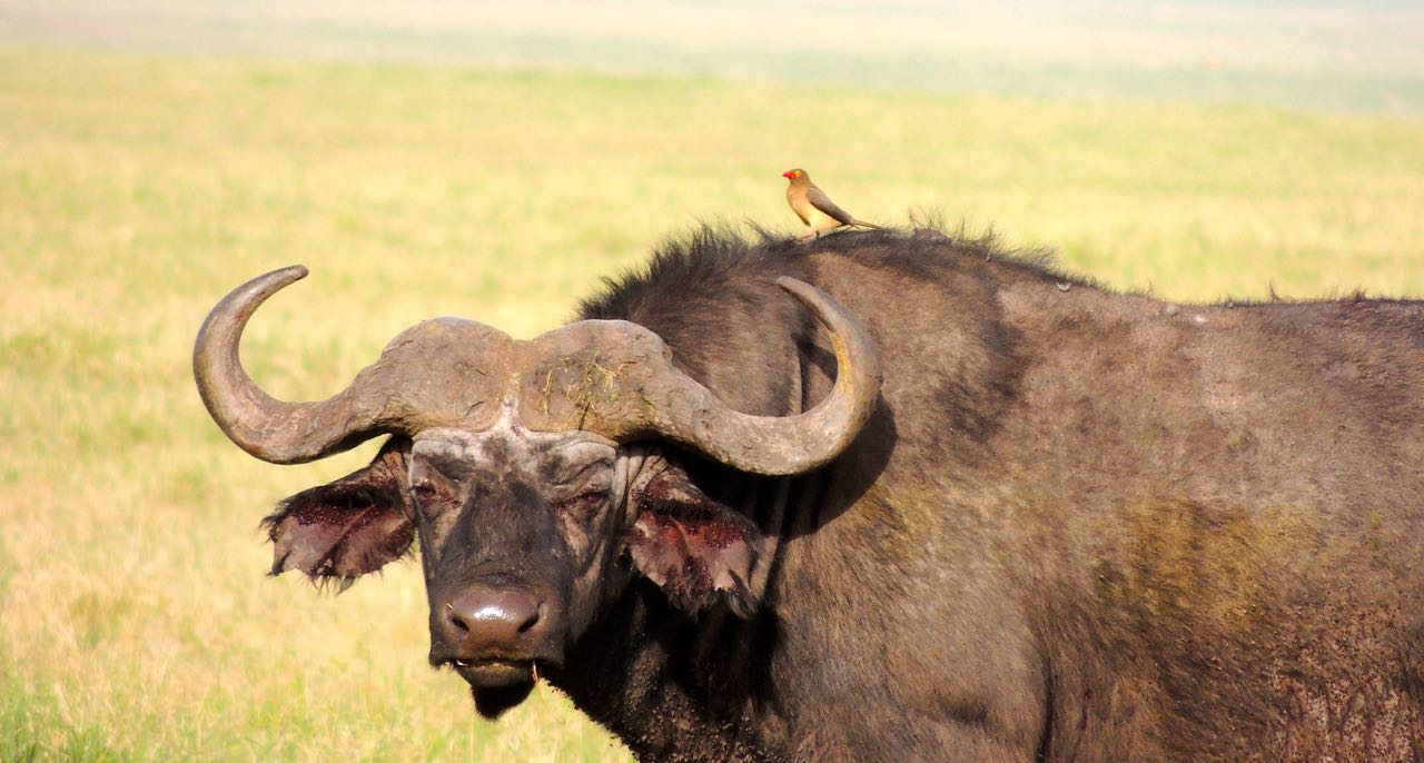 Buffalo and Oxpecker