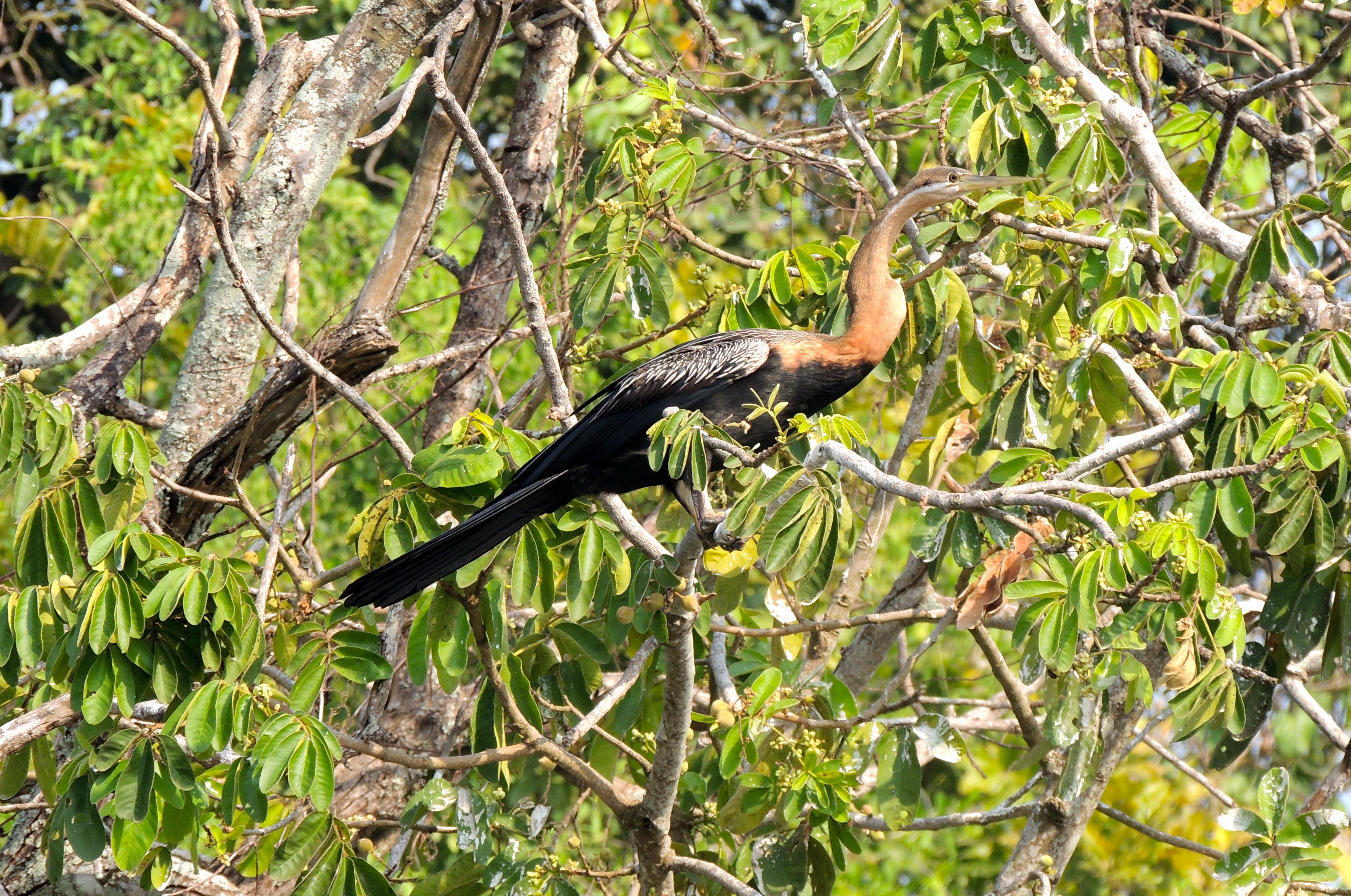 African Darter